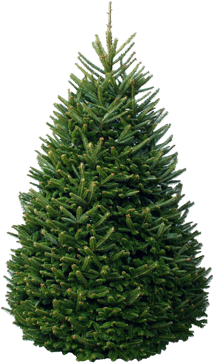 Premium Fraser Fir .png