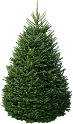 Premium Fraser Fir .png