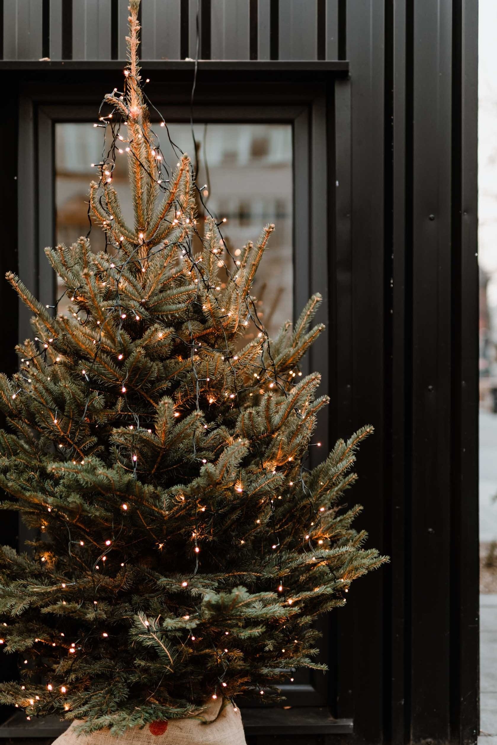 Cedar Grove Christmas Trees New Jersey S Oldest And Largest Retail Christmas Tree Lots