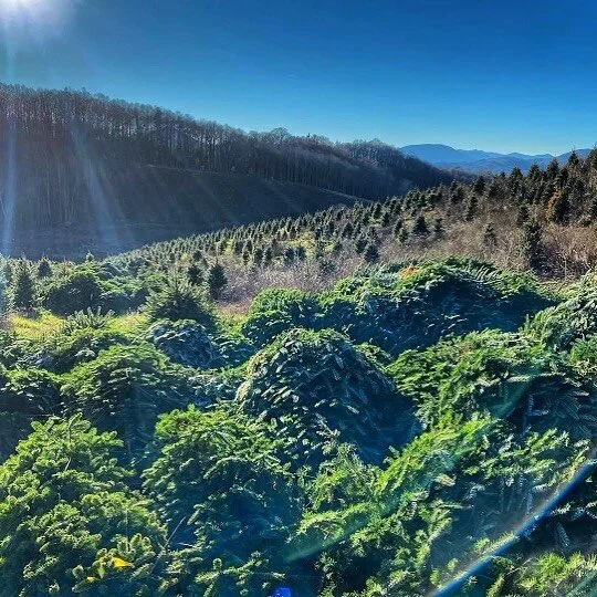 Cedar Grove Christmas Trees Cedar Grove is one of the areas oldest and largest familyrun