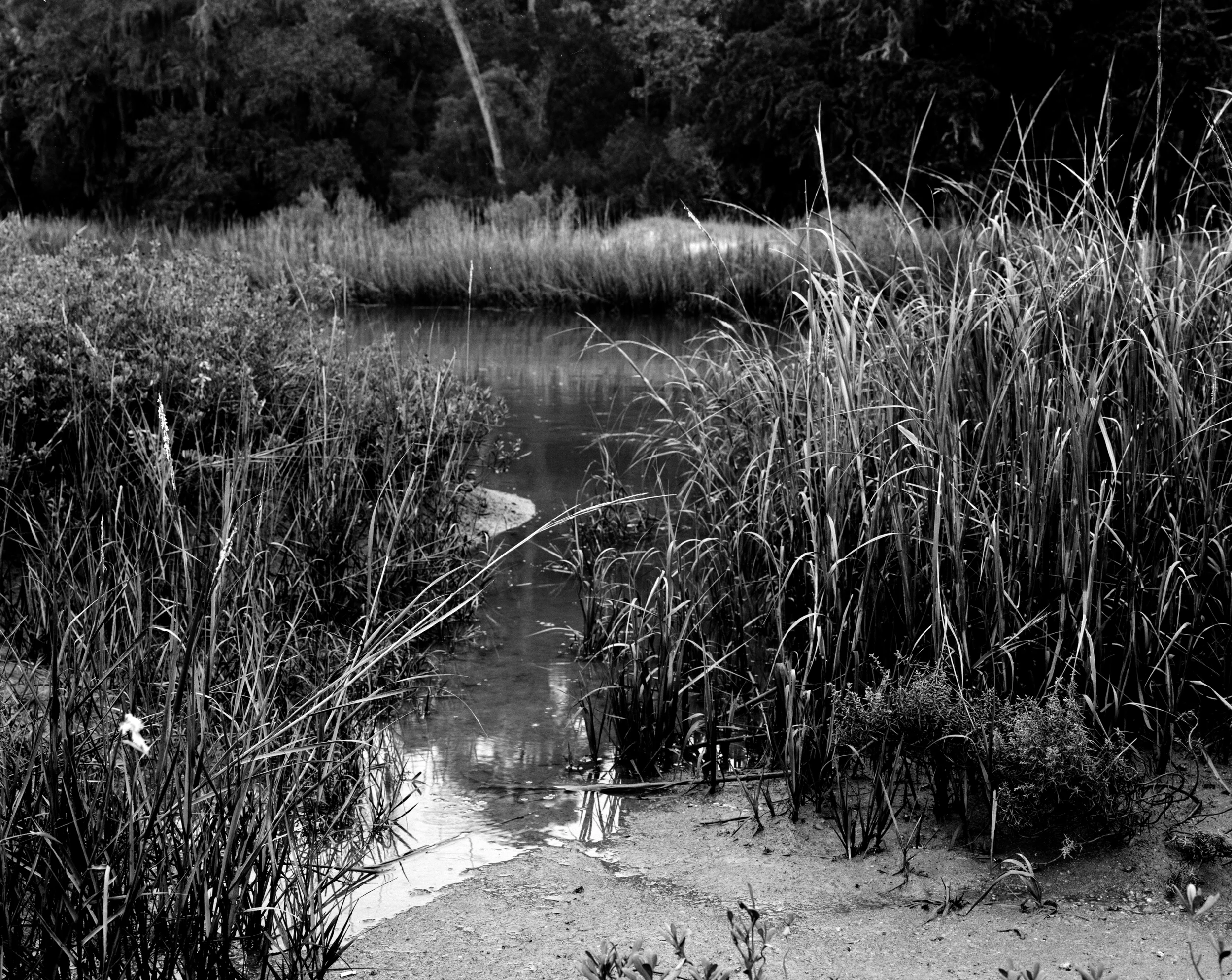 Reeds