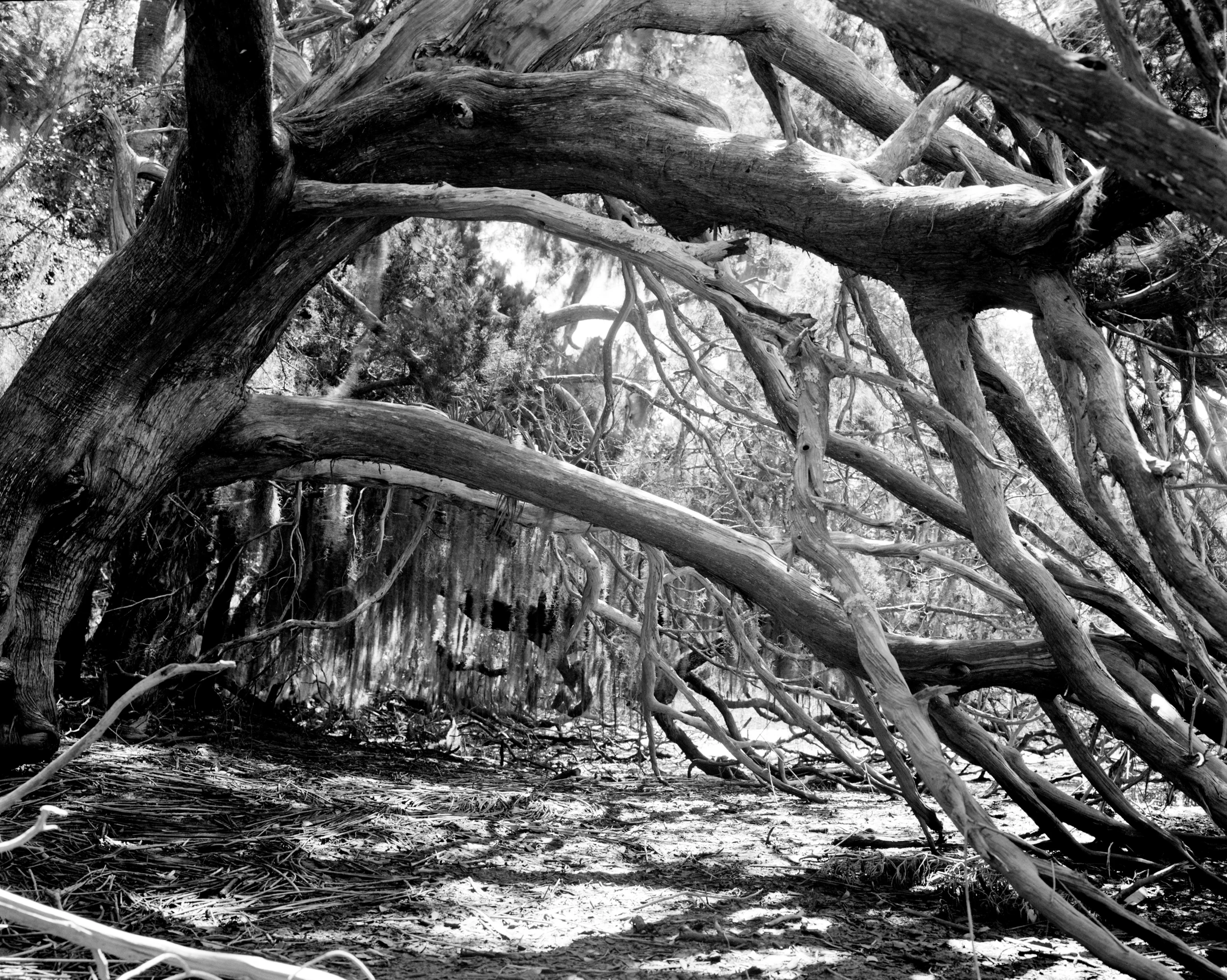 Tree Roots - 1.jpg