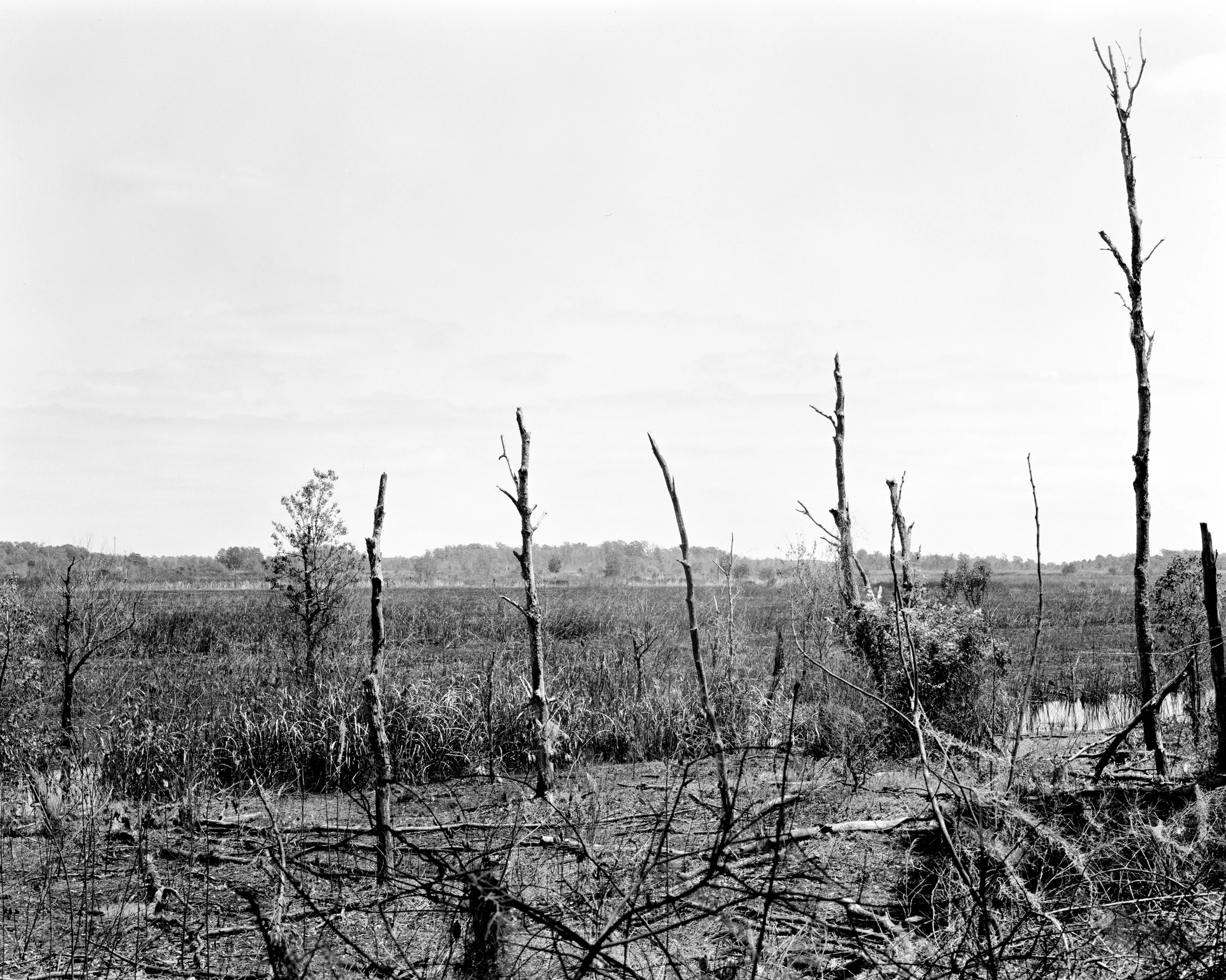 Tree Line edit.jpg