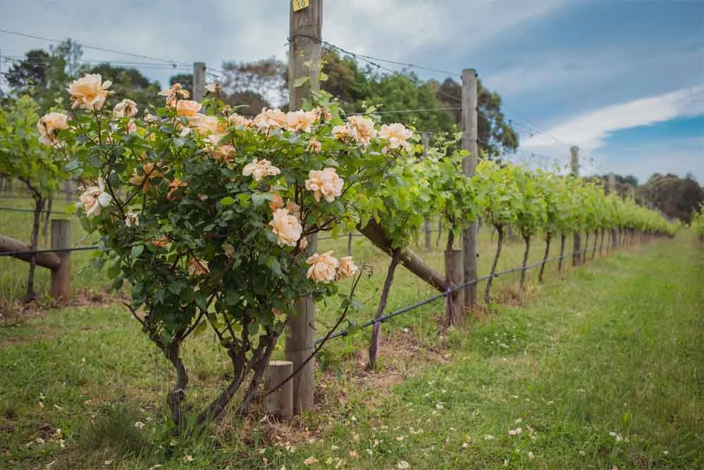 Vines.jpg