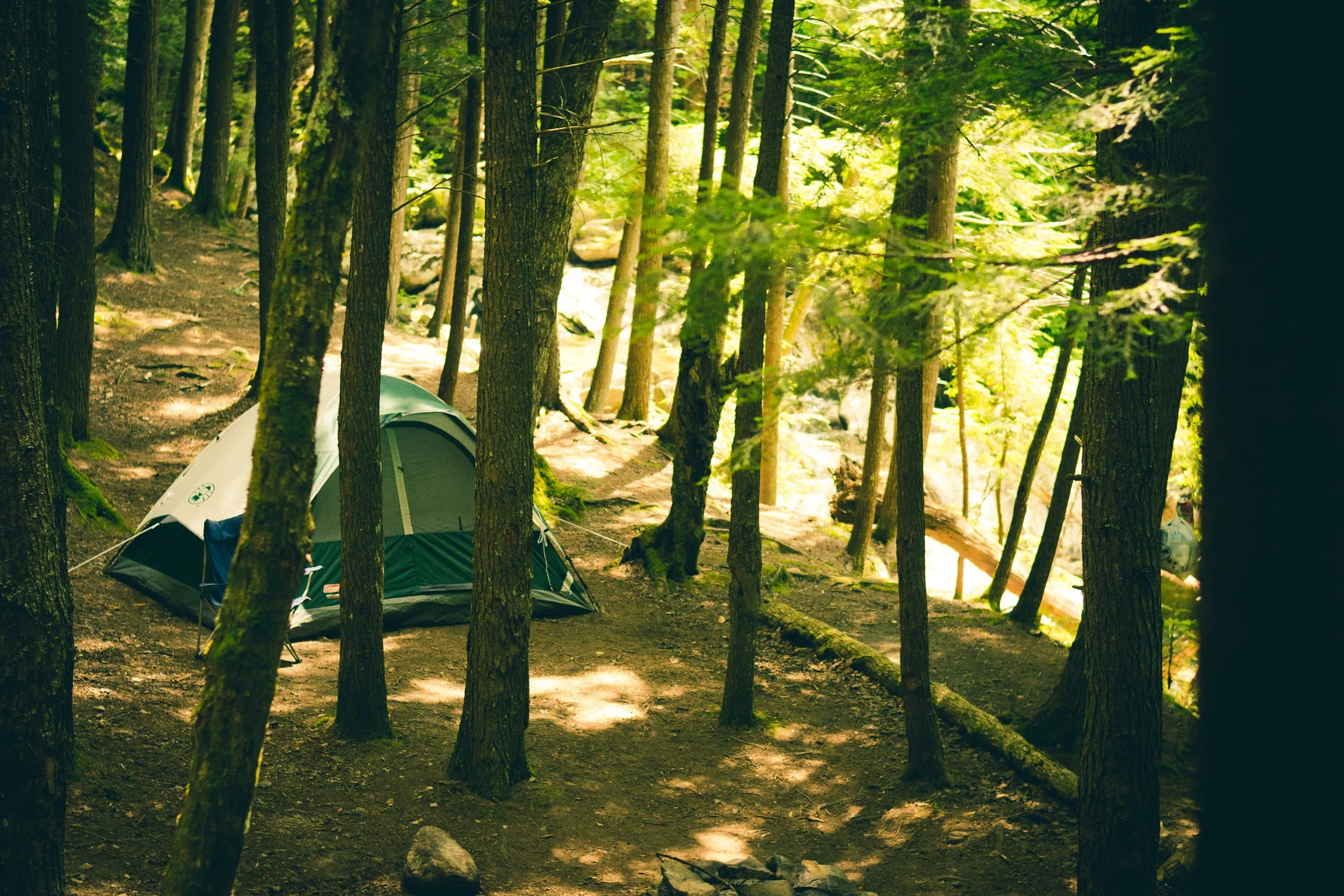 light-forest-trees-morning.jpg