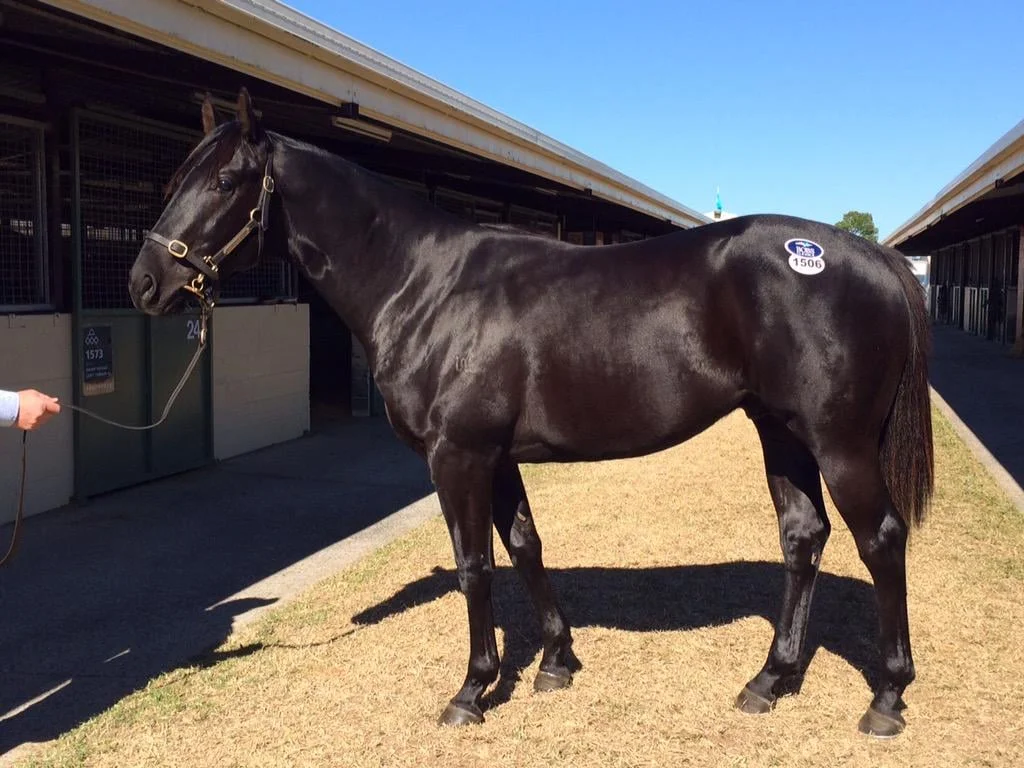 Buy a Racehorse Share #1