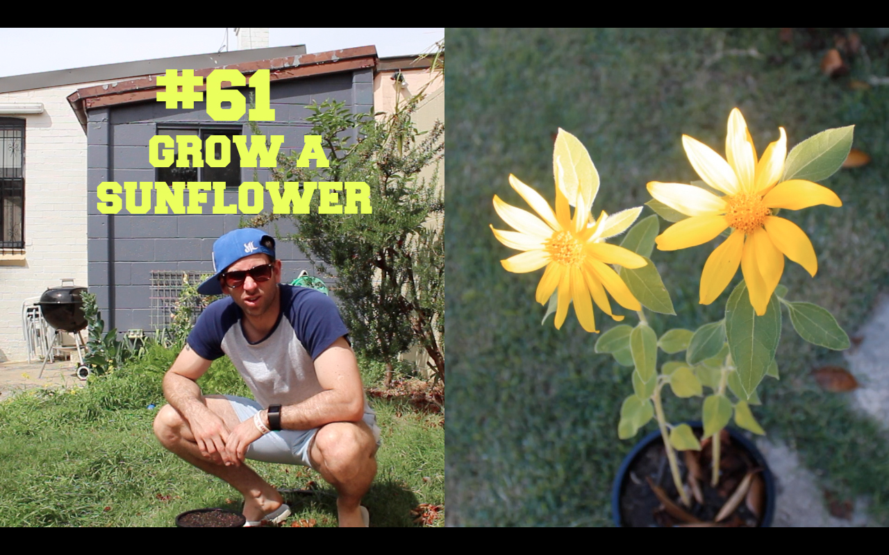 Grow a Sunflower #61 Time-lapse (214 Things)
