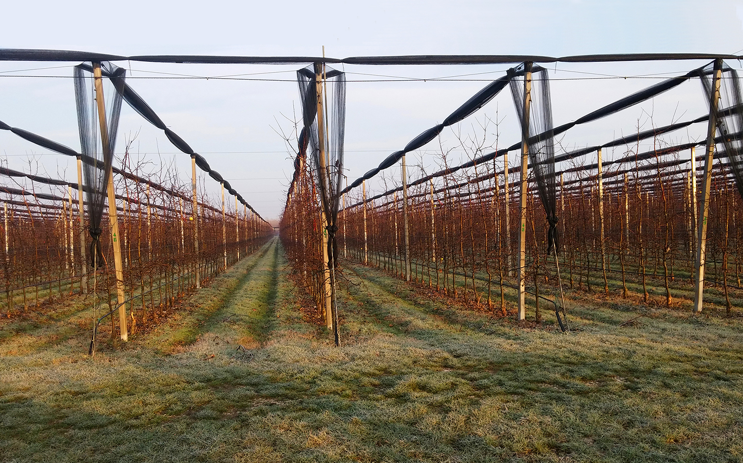 Winter dormancy | Winterruhe