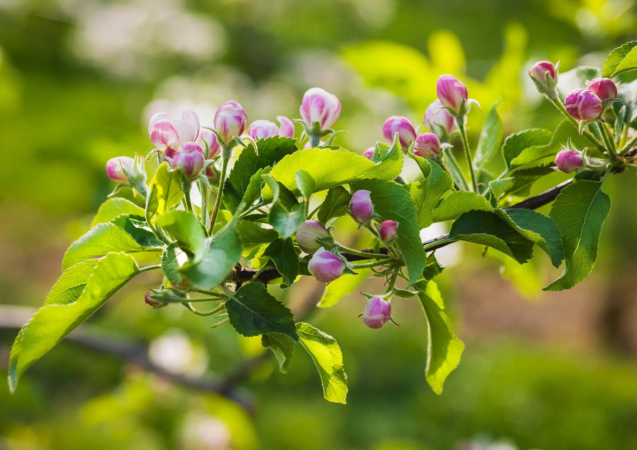 Spring is springing!