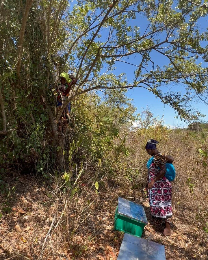If ever in doubt what we can do as women collectively, come spend some time with our Mommas On Fire 🔥!
Today, they became ‘ethical beekeepers’ and we are now welcoming bees 🐝 into our hives! 
☑️ Hives have been constructed 
☑️ Hives hav