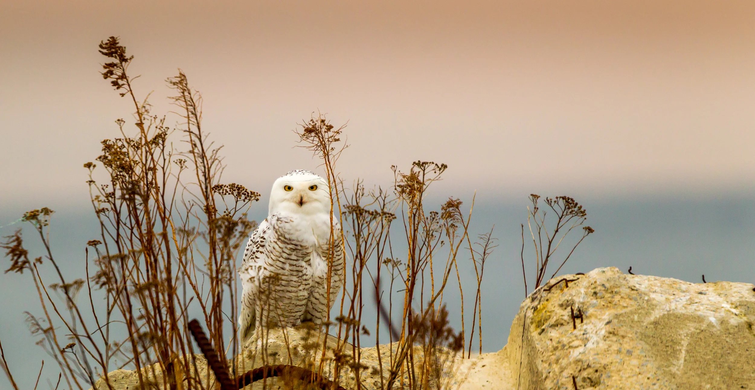 Snowy White Owl shot at Tommy Thompson Park