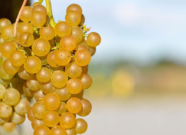 Vidal wine is gorgeous while still on the vine but even better in our raspberry truffles. They will be on the menu @crowvineyard this Saturday for a special Mother’s Day truffle and wine tasting. #swoon #mothersday #spring #raspberry #truffle #champagne #sparklingwine #vidal #maryland #easternshore #boozy #pairings #chocolate #mango #nomnom 📸 Crow Vineyards
