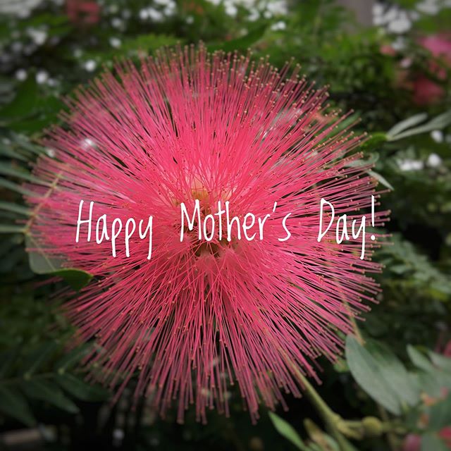 Whether you prefer your Mimosa in a vase or mixed with champagne 😘 Nolia wishes everyone a Happy Mother’s Day! 🍾💐. #mimosa #mothersday #brunch