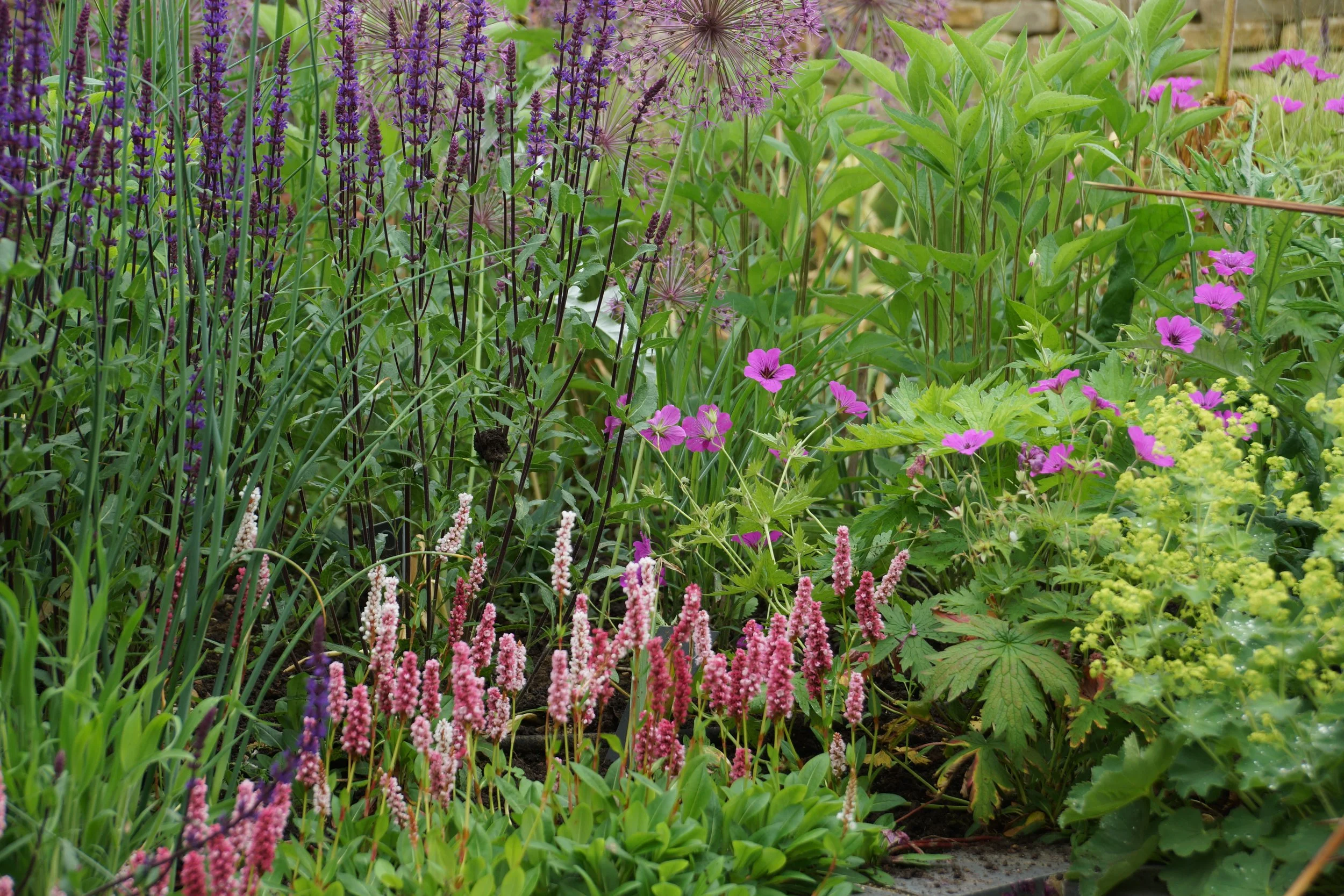 plant lovers garden.jpeg