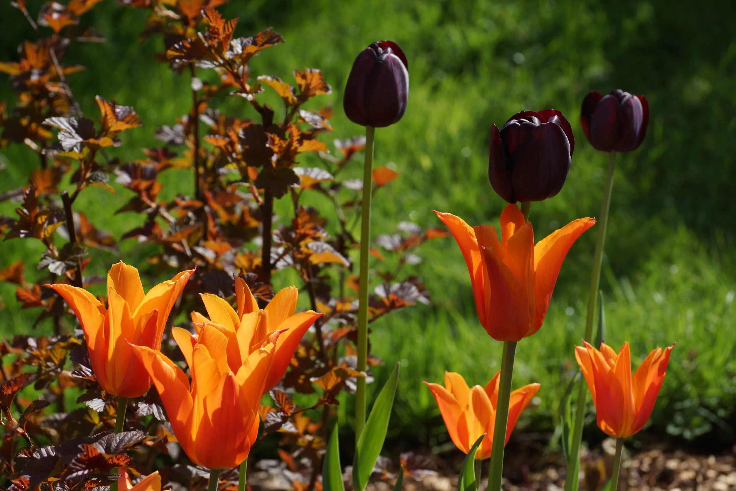 orange and black tulips.jpeg