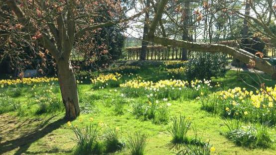 Swathes of daffodils and crocuses were added to an area of grass to create a woodland feel