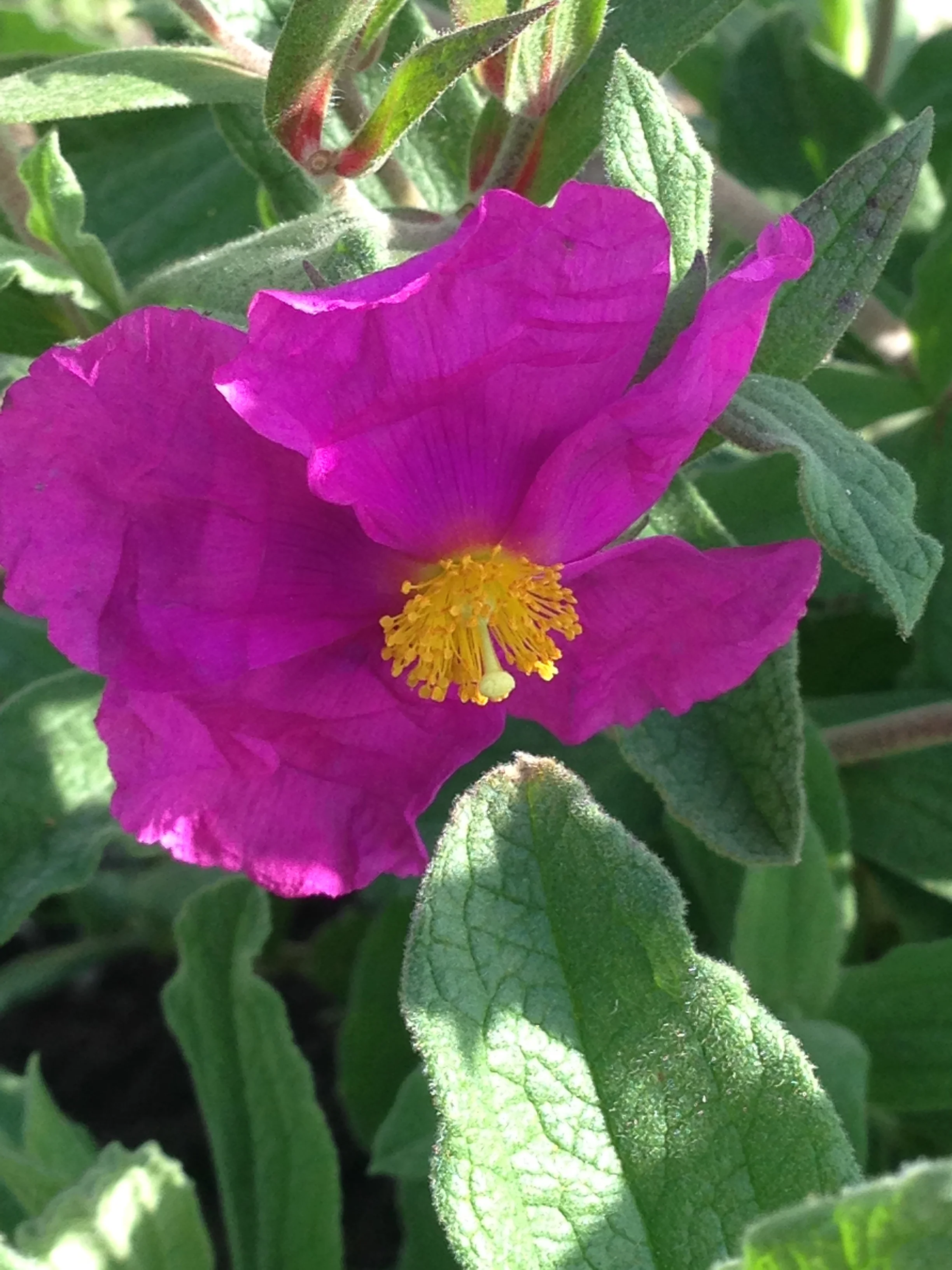 Cistus x pulverulentus Sunset.jpg