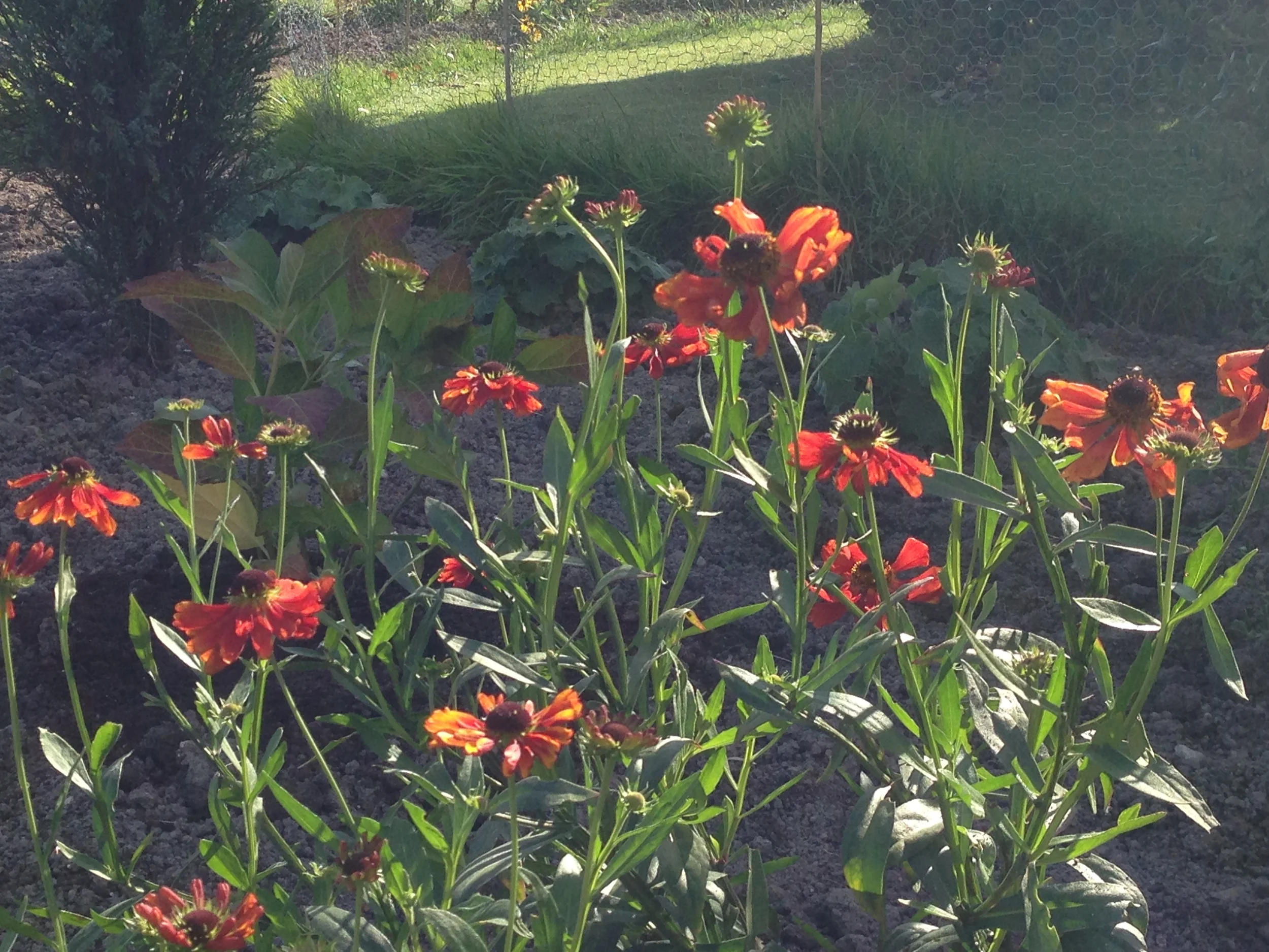 Helenium MB.jpg