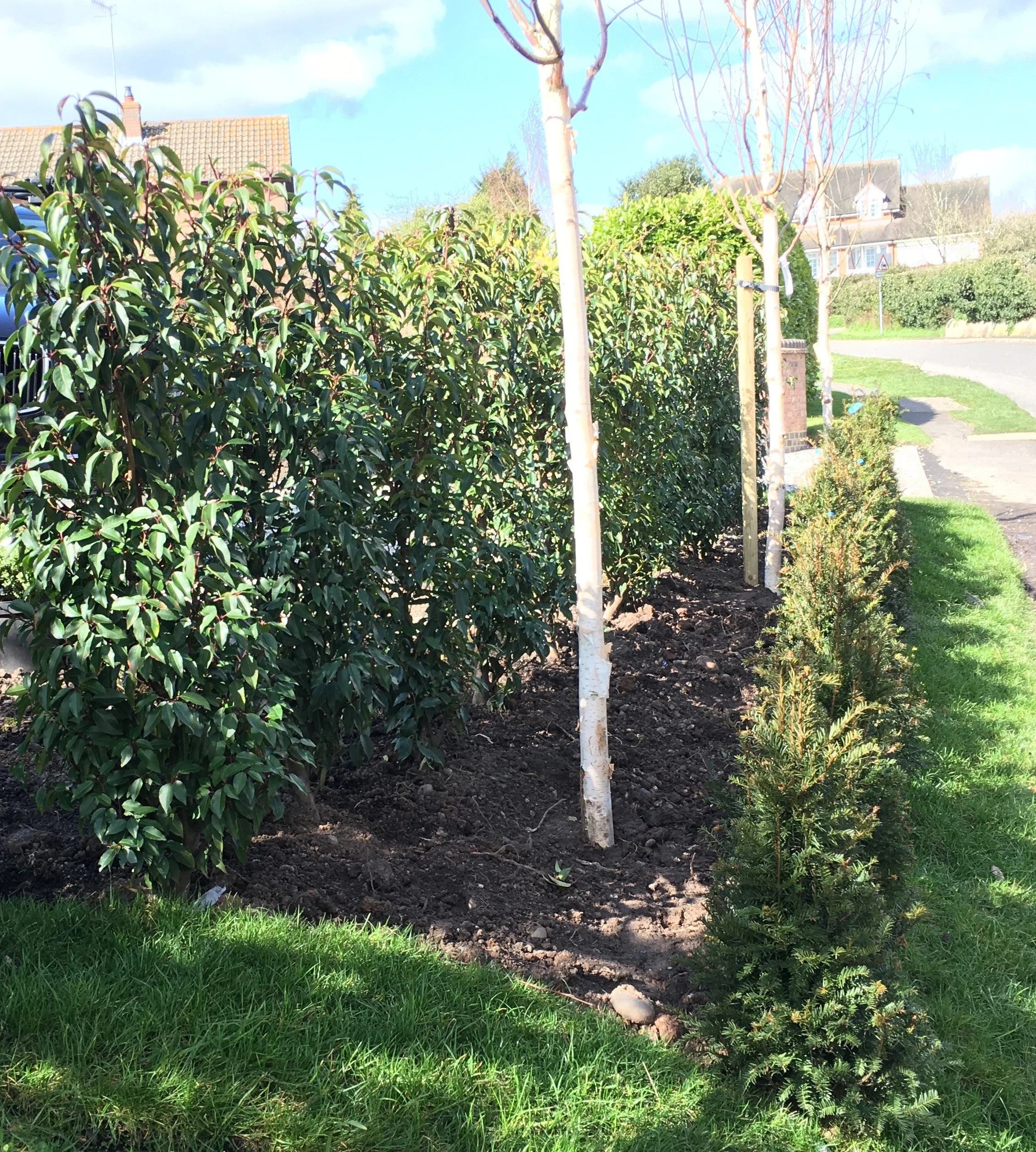 double hedge and silver birches.jpg