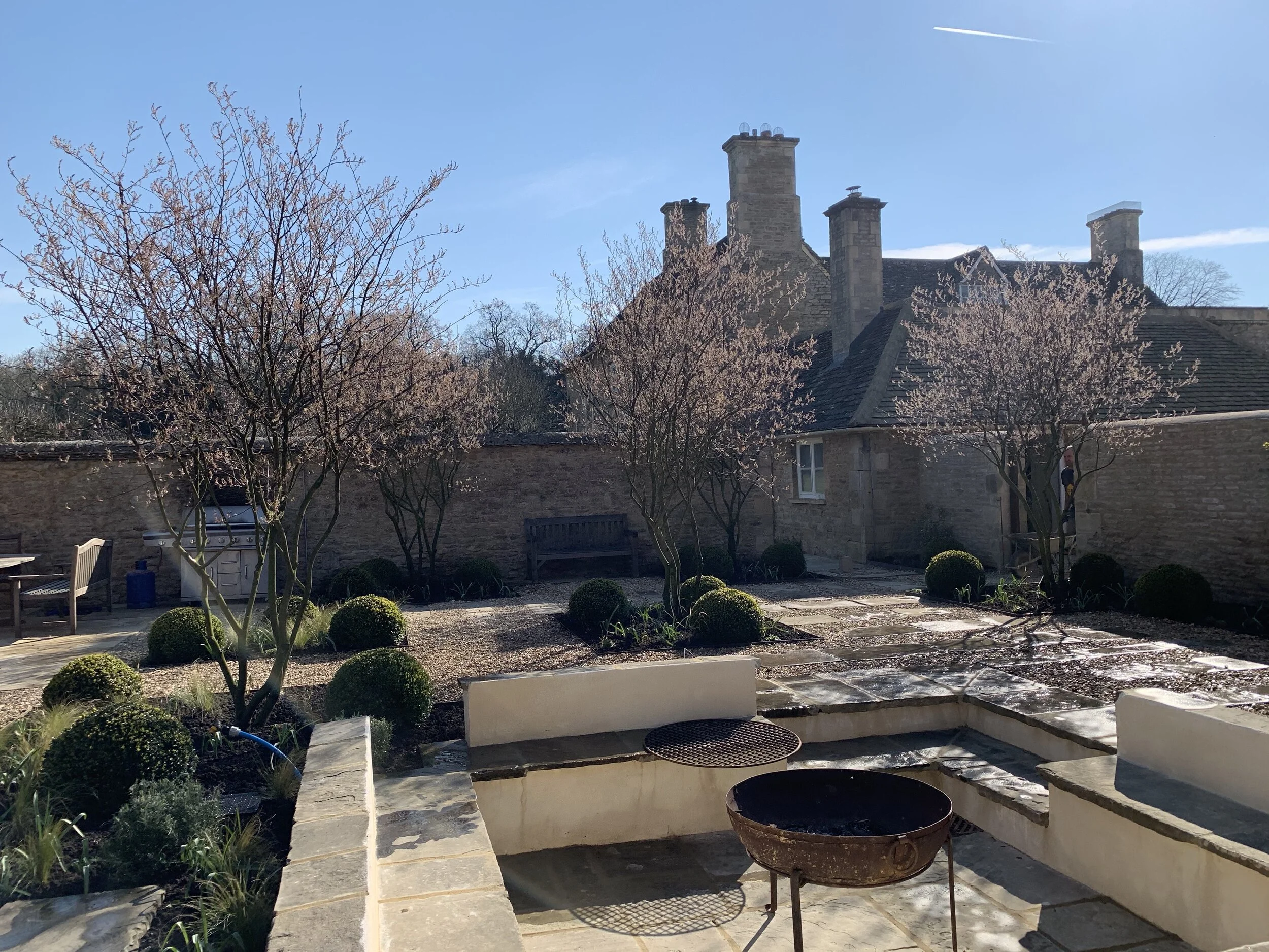 multi stem amelanchier in bud.jpg