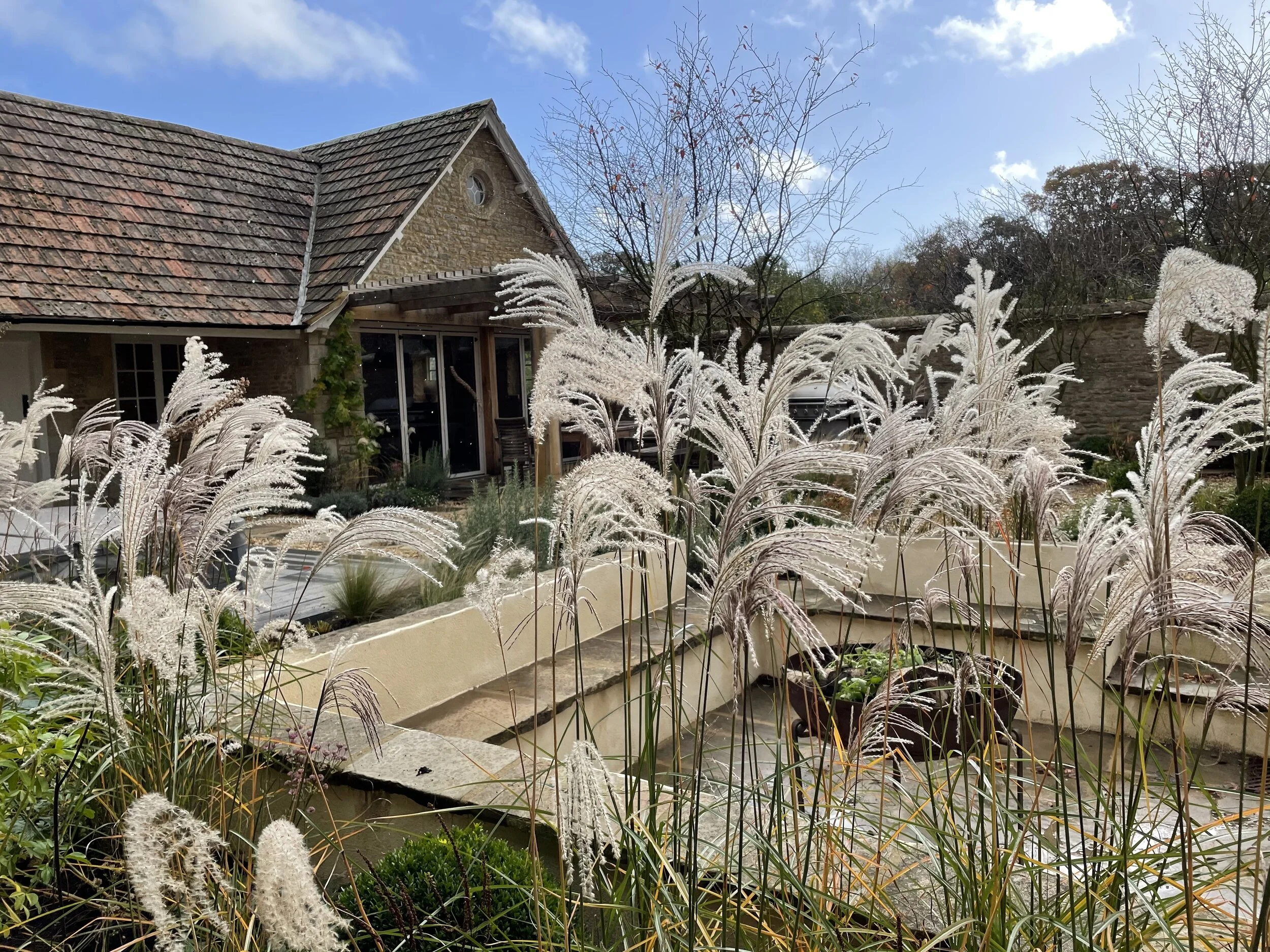 fluffy seed heads.jpeg