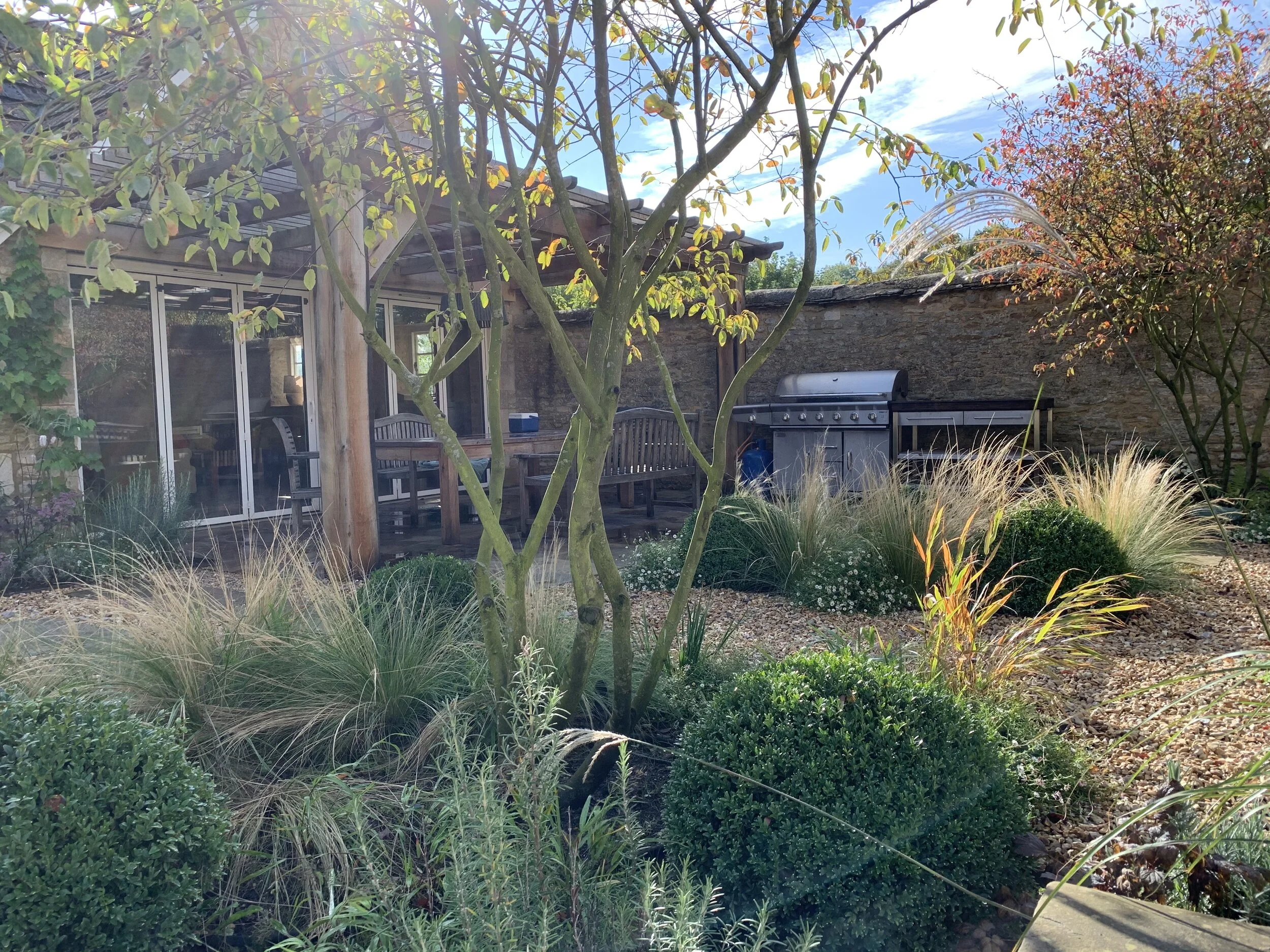 autumn multi stem trees.jpeg