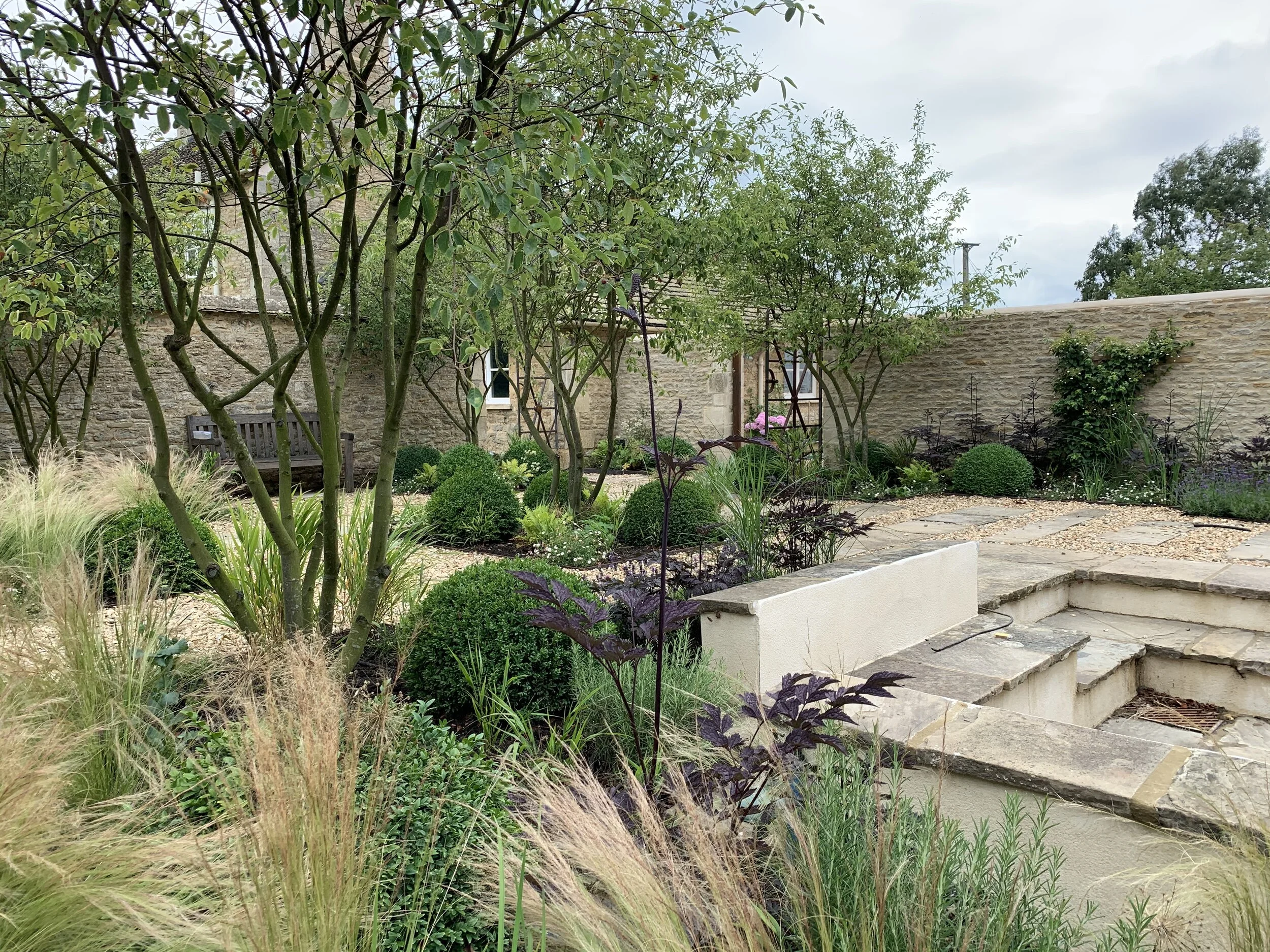 courtyard garden multi stems and underplanting.jpeg