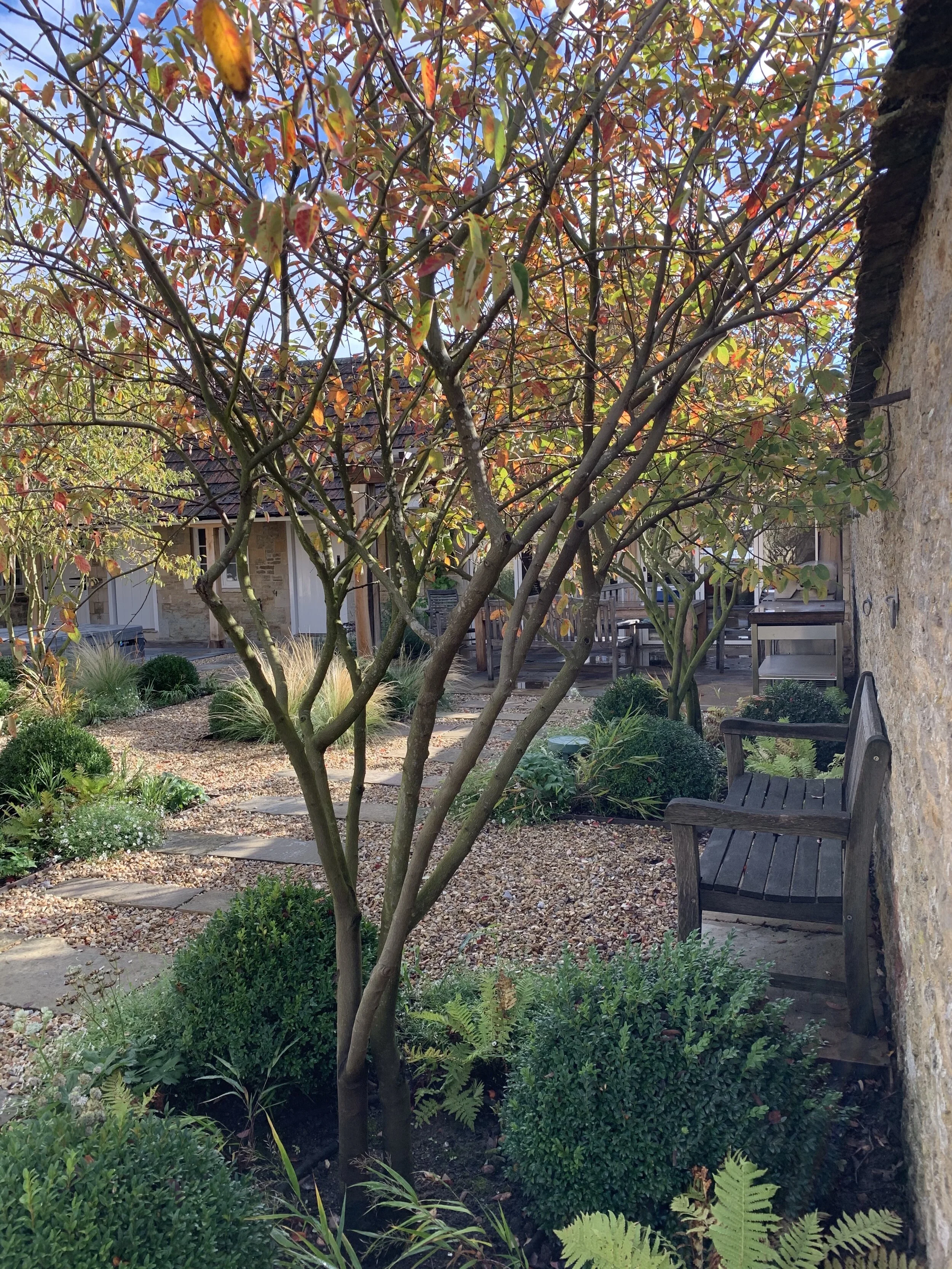 amelnchier multi stem-autumn.jpeg