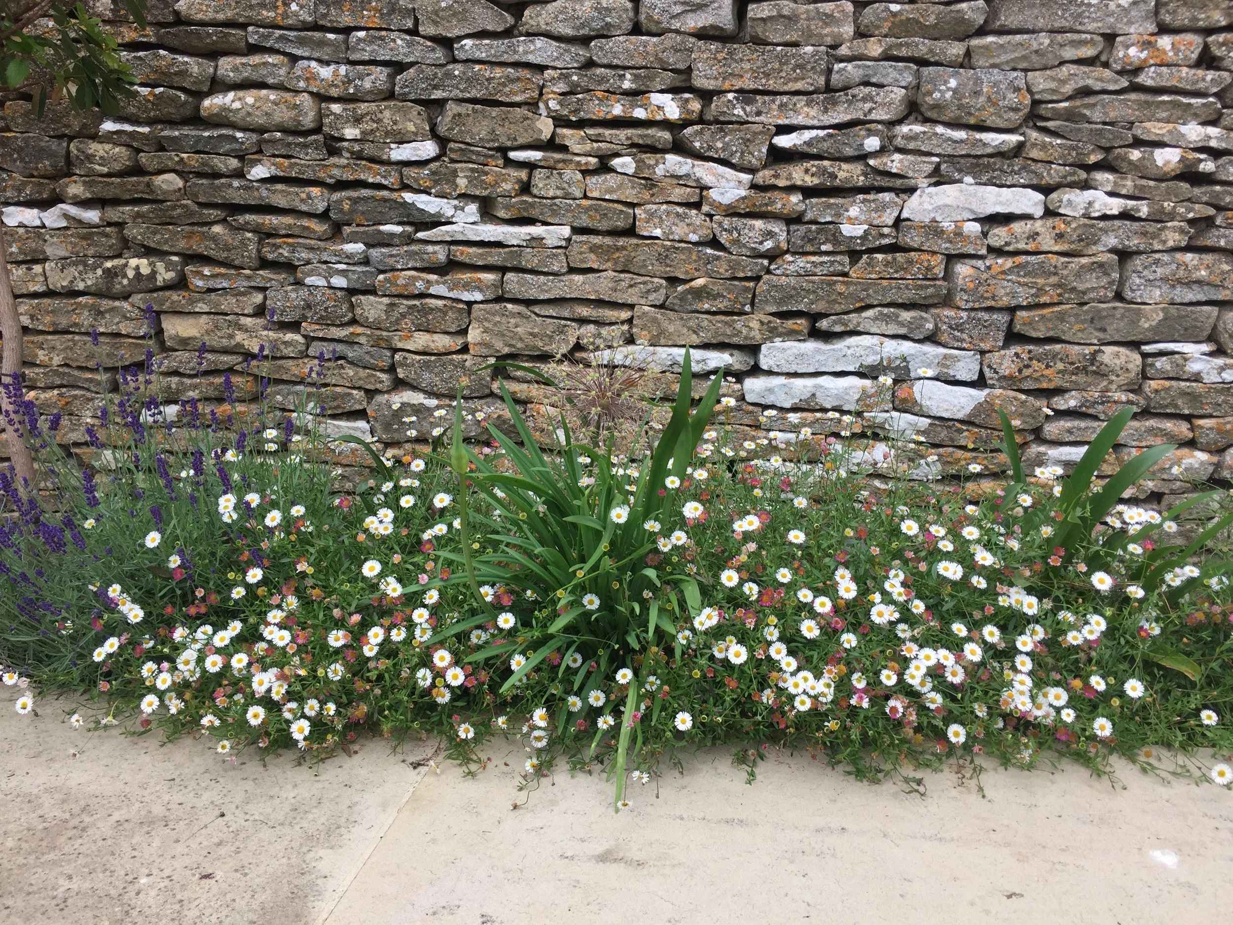 Erigeron and Cotswold dry stone wall