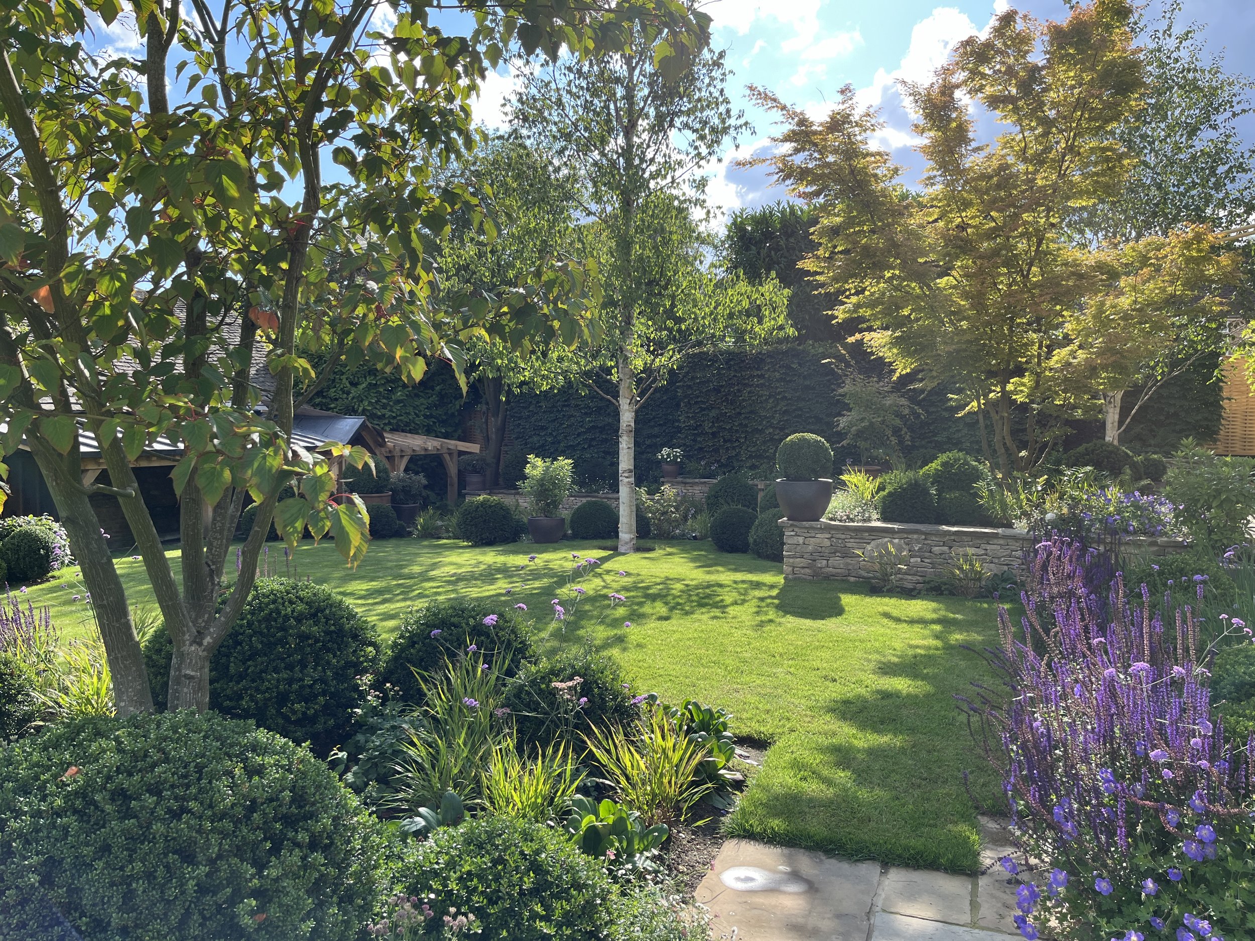 Multi stem Acer davidii.jpeg