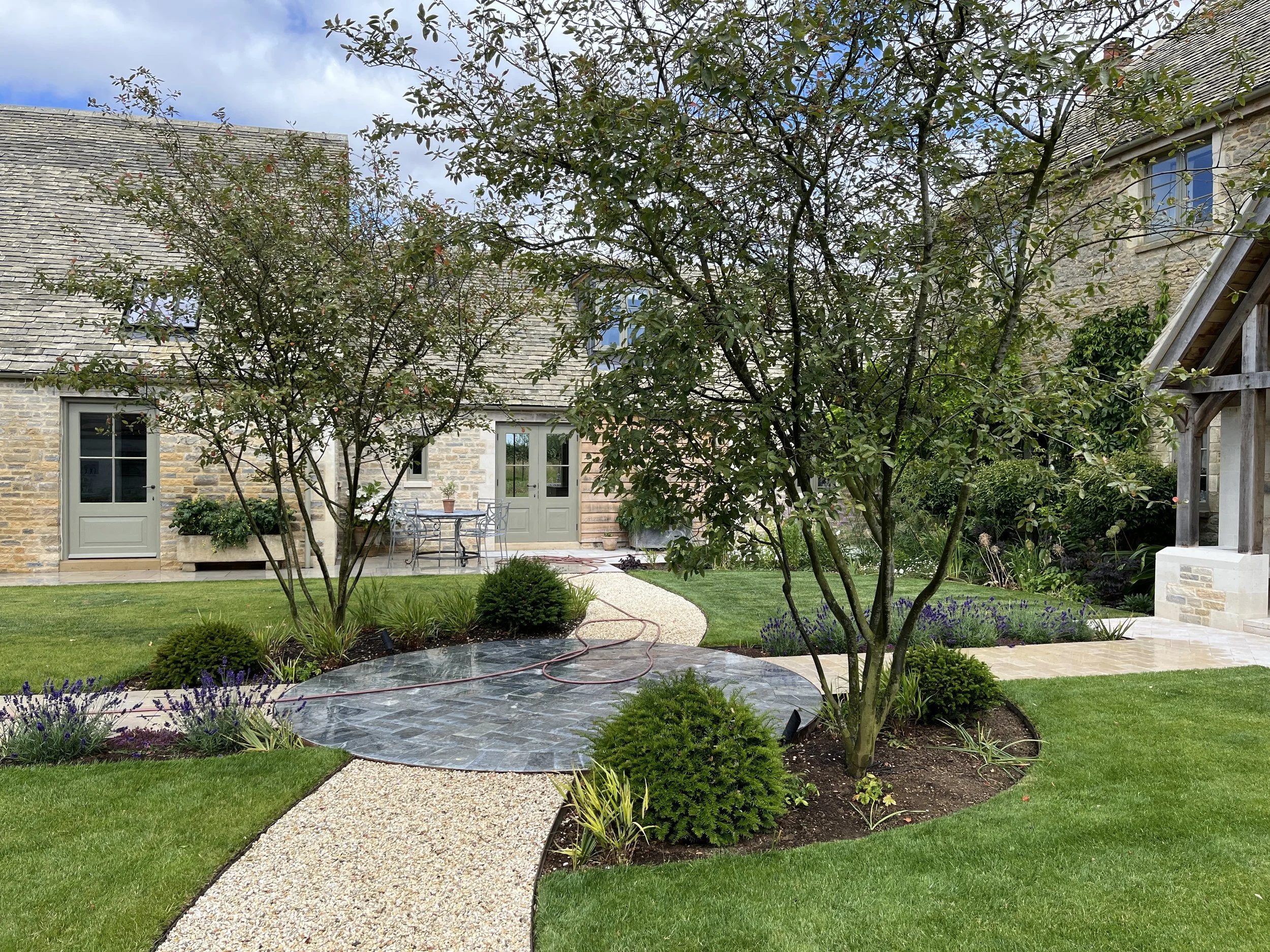 Amelanchier multi stems framing view.jpeg
