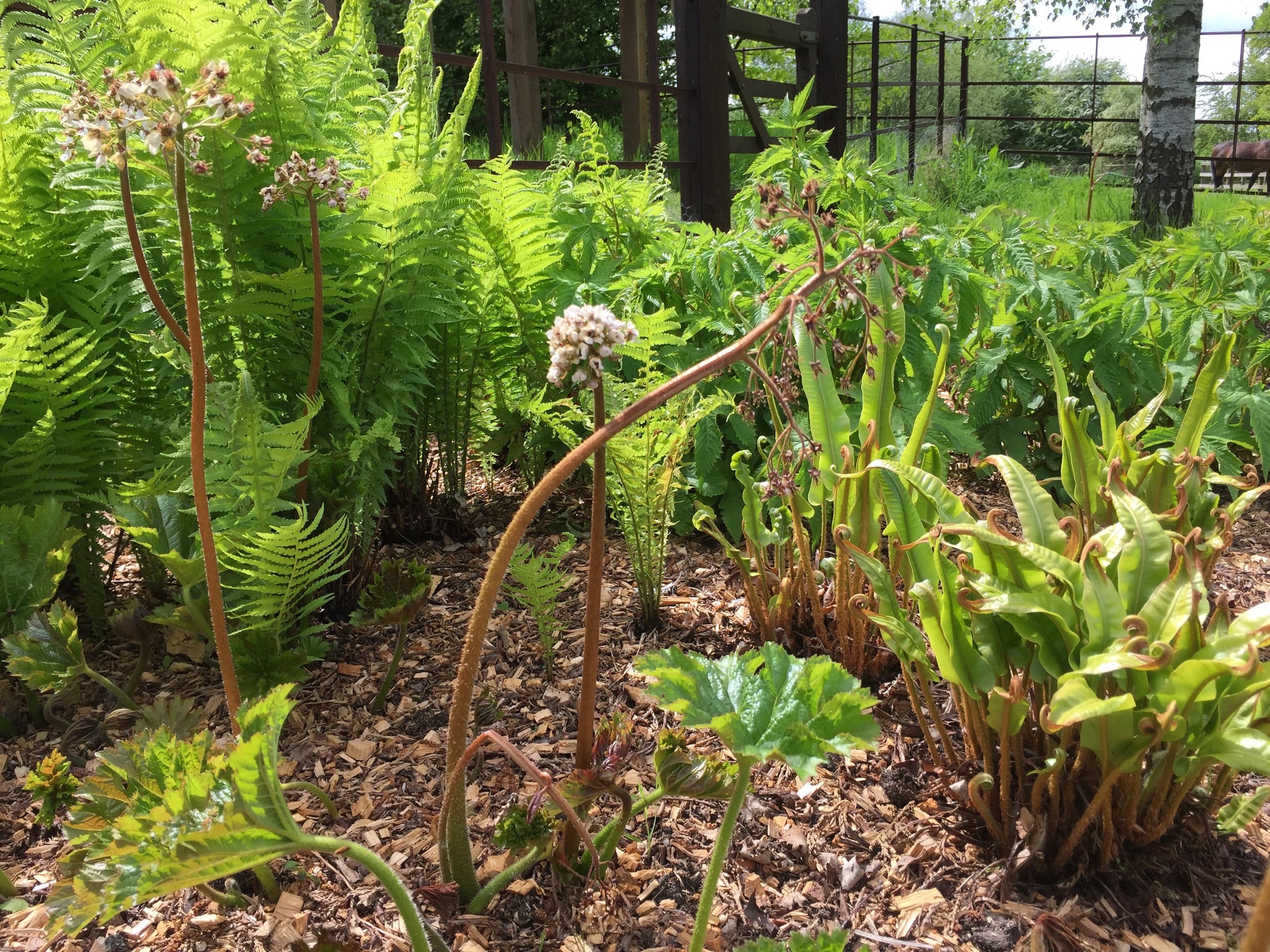 jurassic plant forms.jpeg