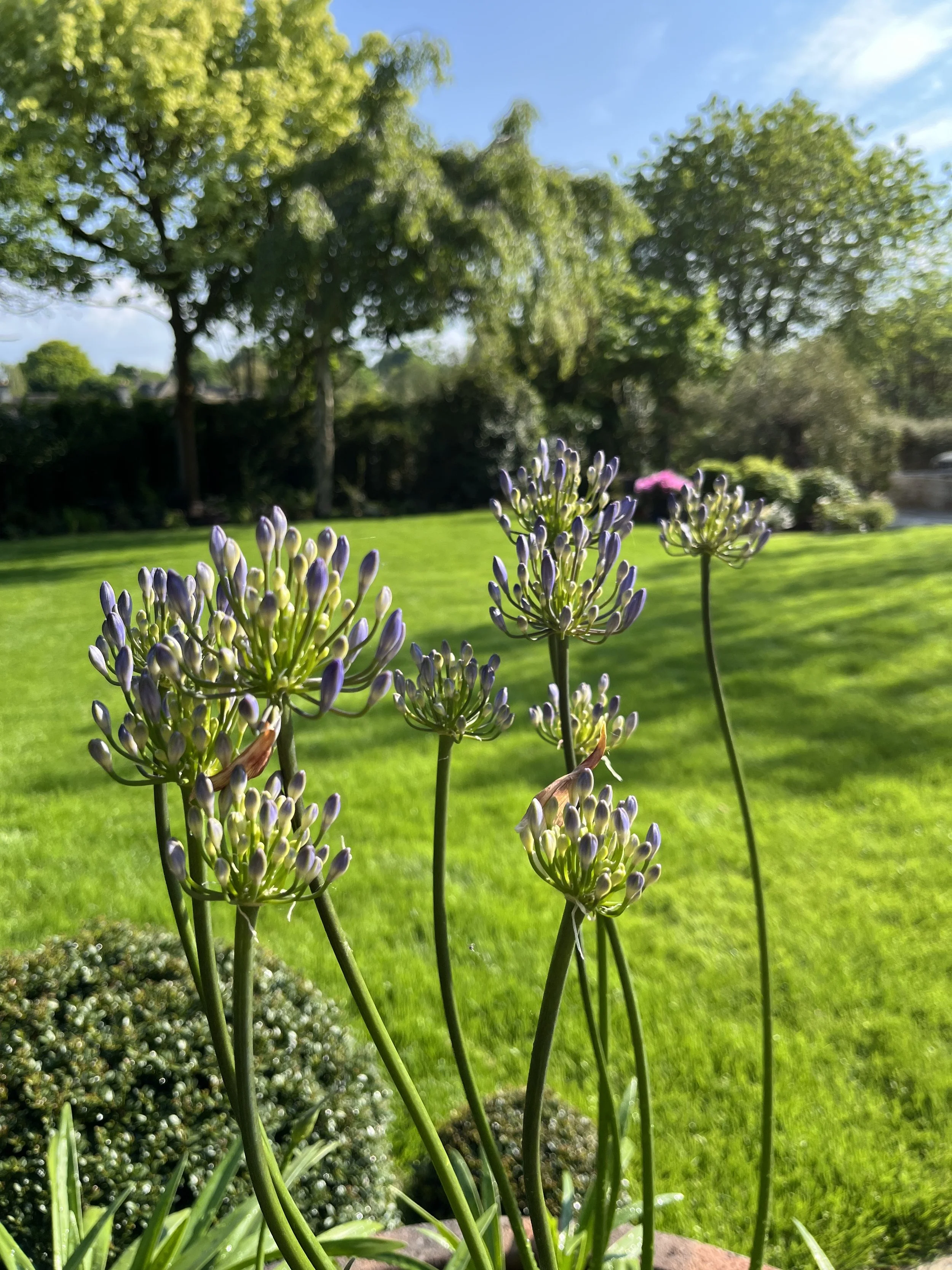 Close-up of purple flowering plants in a green backyard with trees and a blue sky