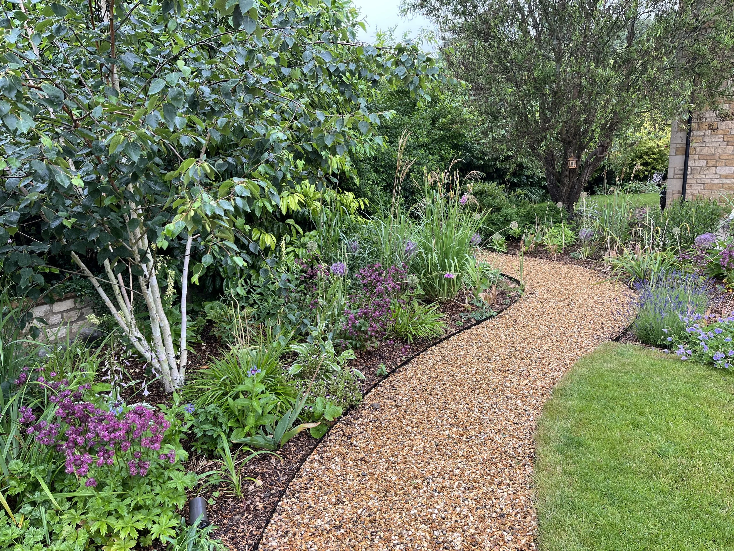 Multi stem silver birch and gravel path.jpeg