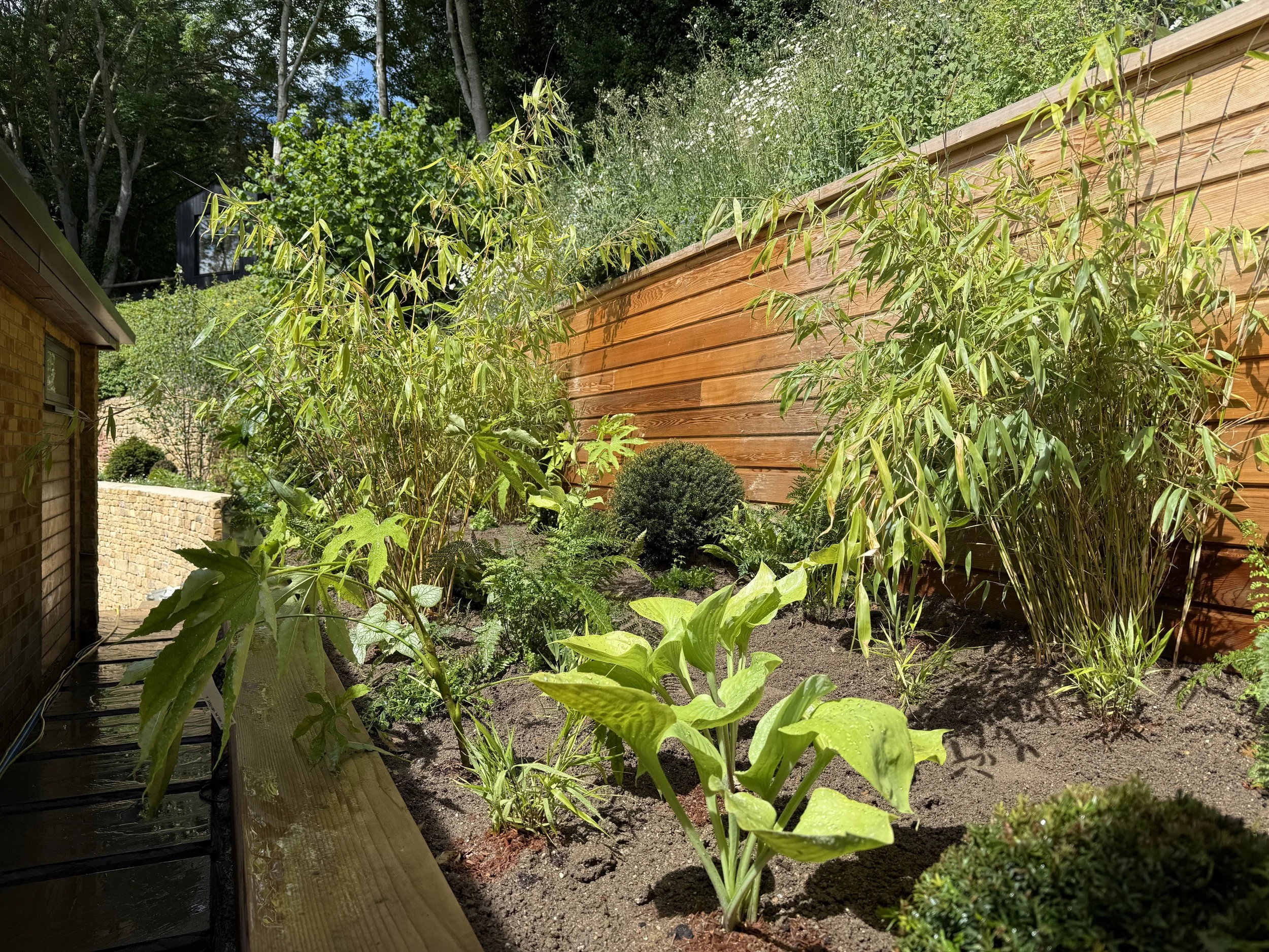A jungle garden with various green plants, a wooden privacy fence, trees in the background, and a building on the left side.