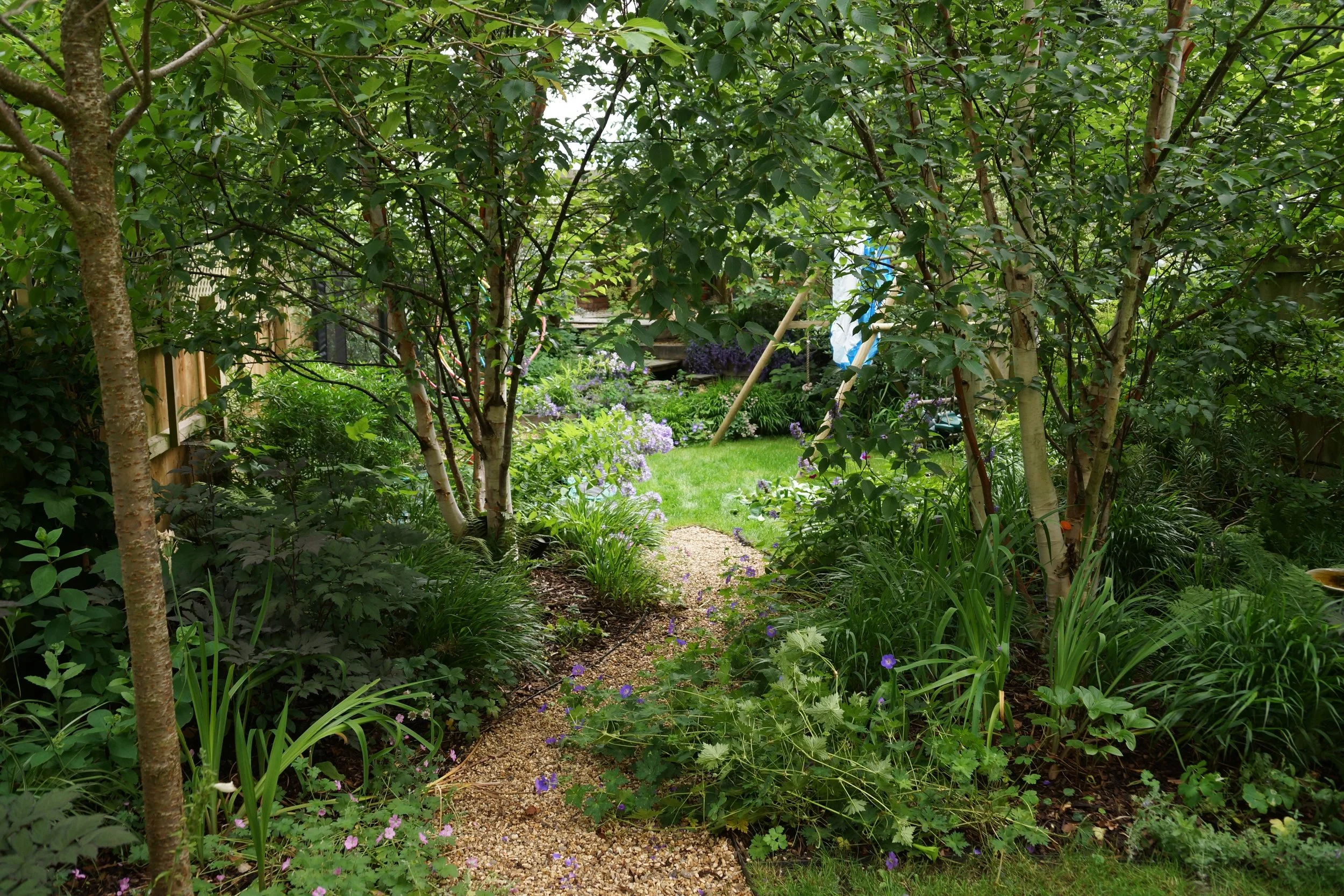 silver birch gateway to secret garden.jpeg