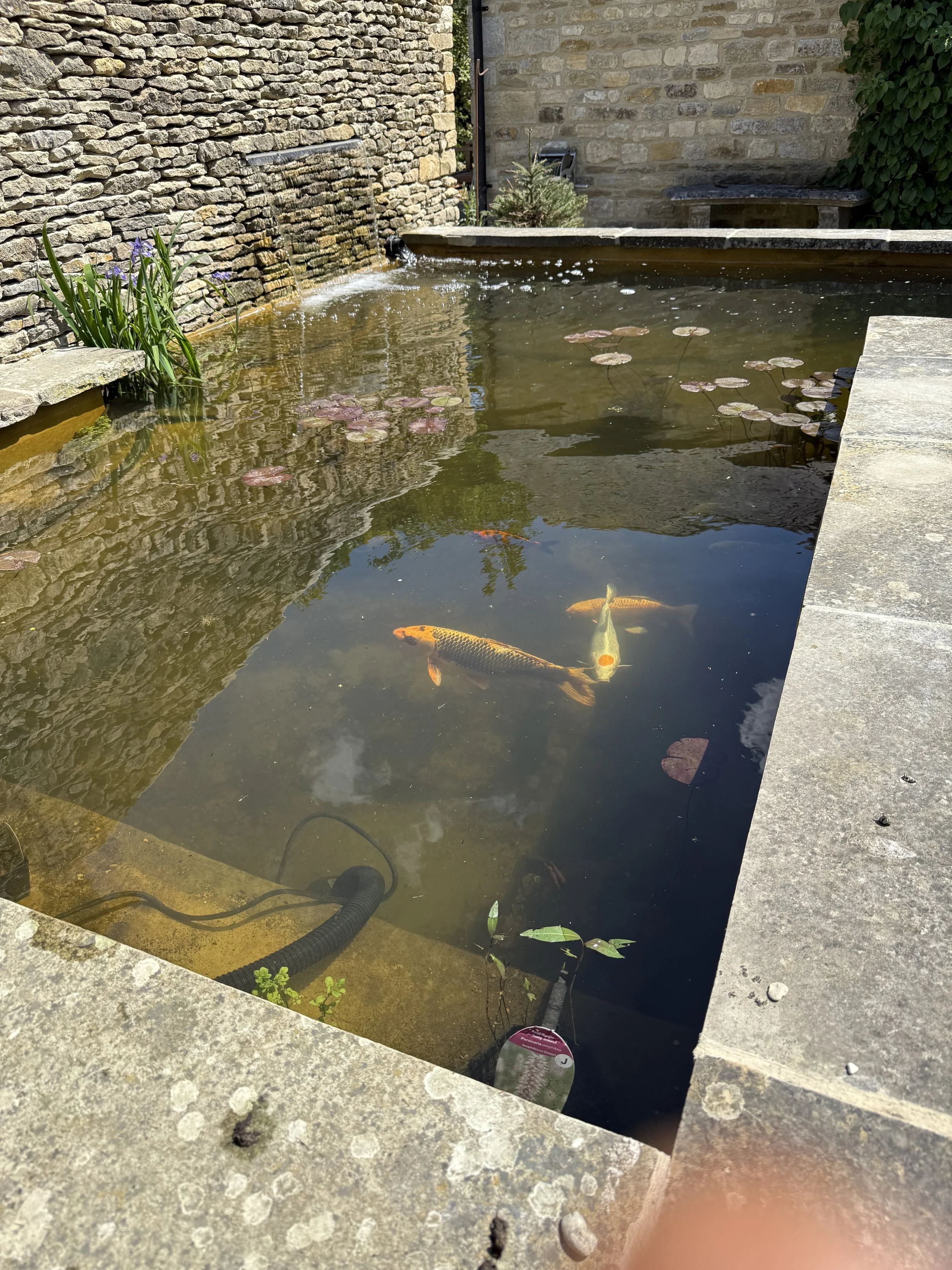 Koi Pond