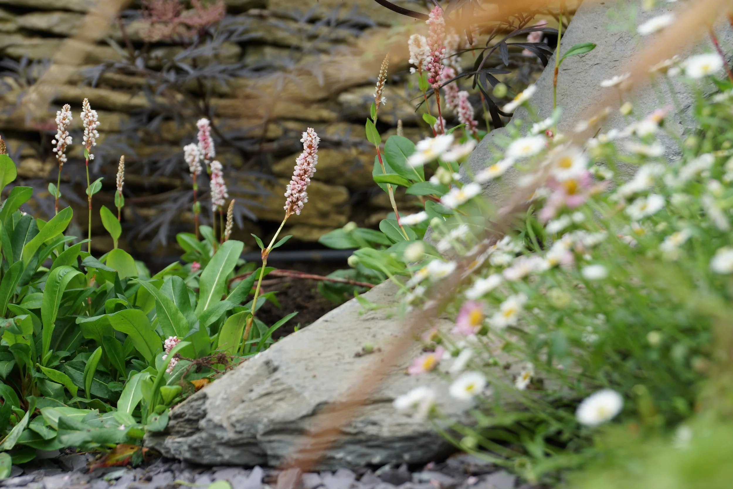 cotswold cottage garden.jpeg