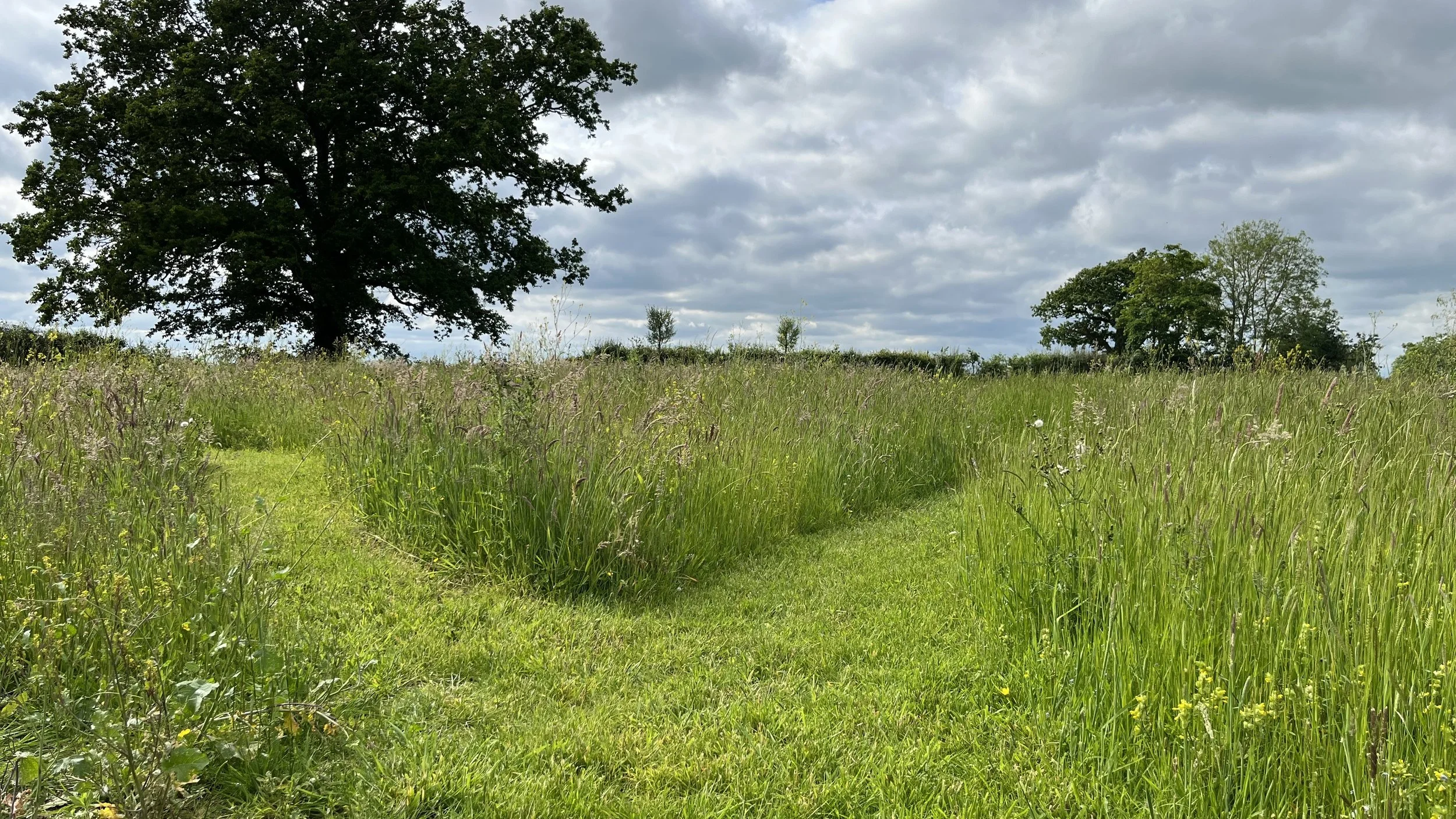 Wildflower meadow.jpeg