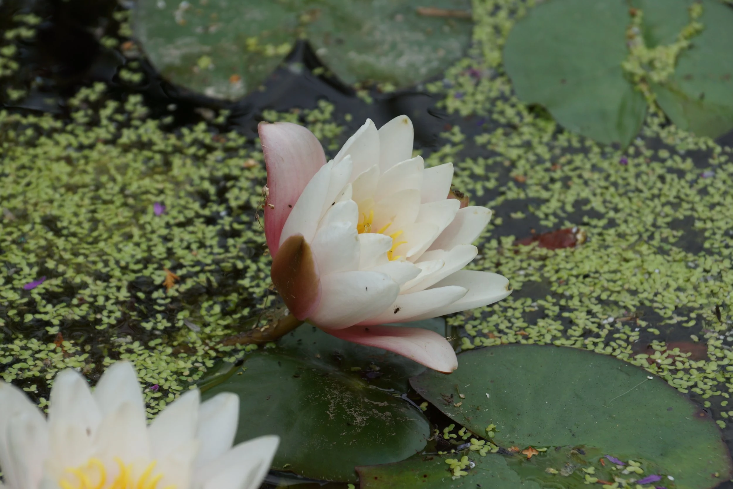 white water lily.jpeg