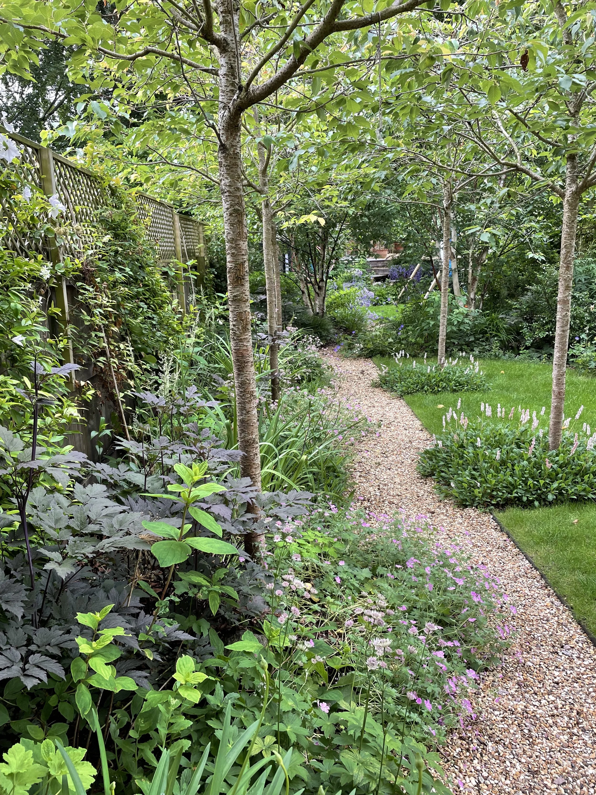 Path beneath cherry trees.jpeg