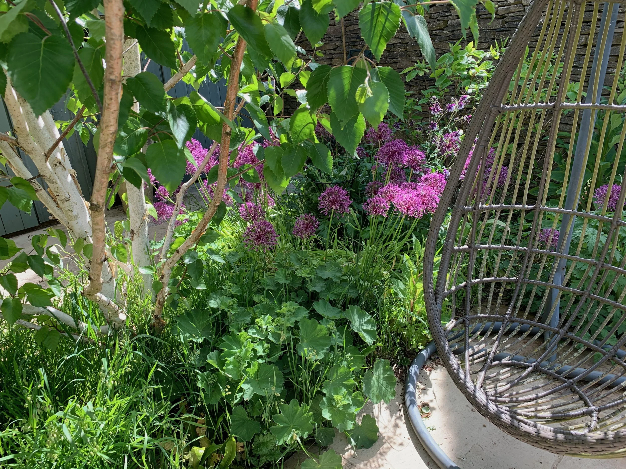 multi stem silver birch.jpeg