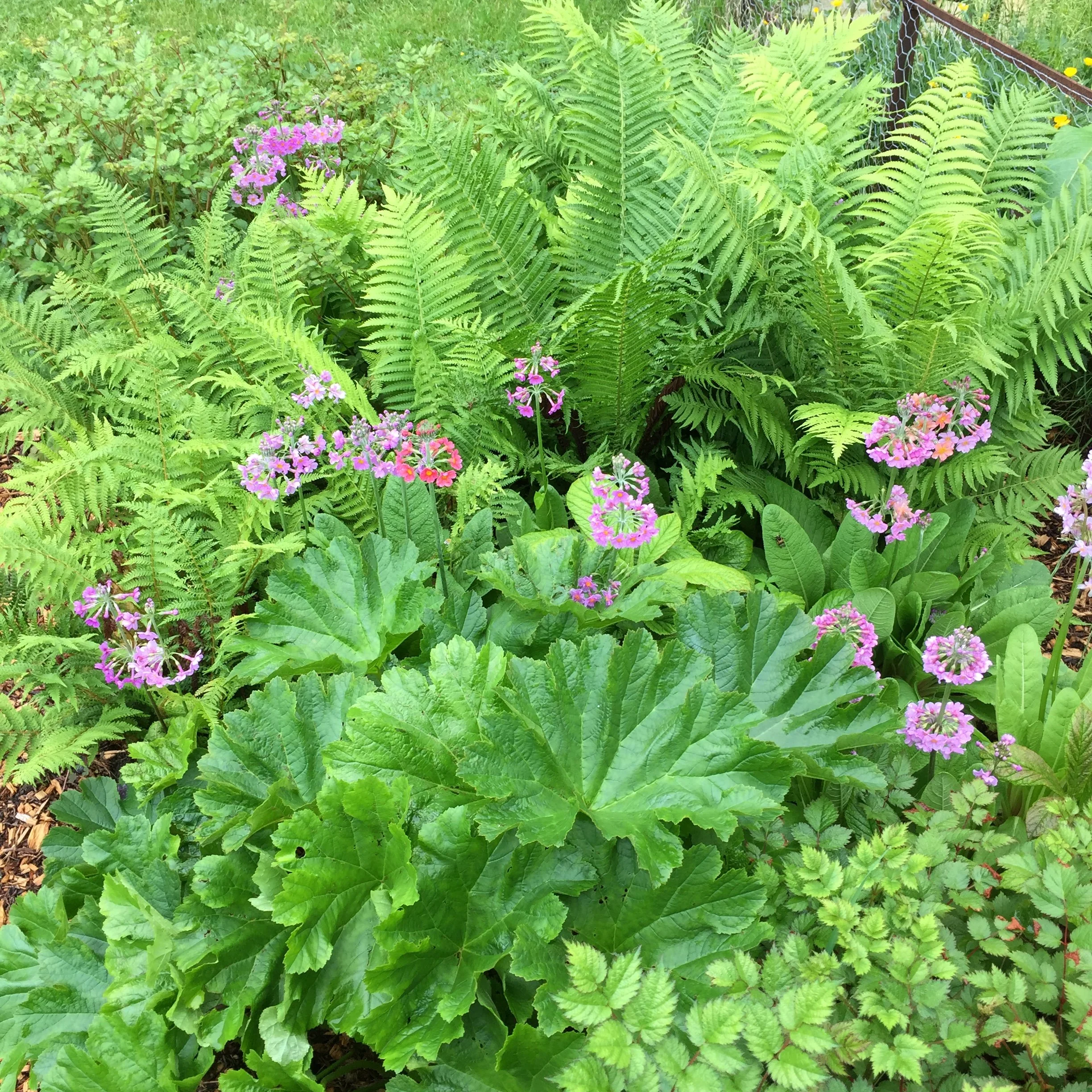 lush spring planting.jpeg