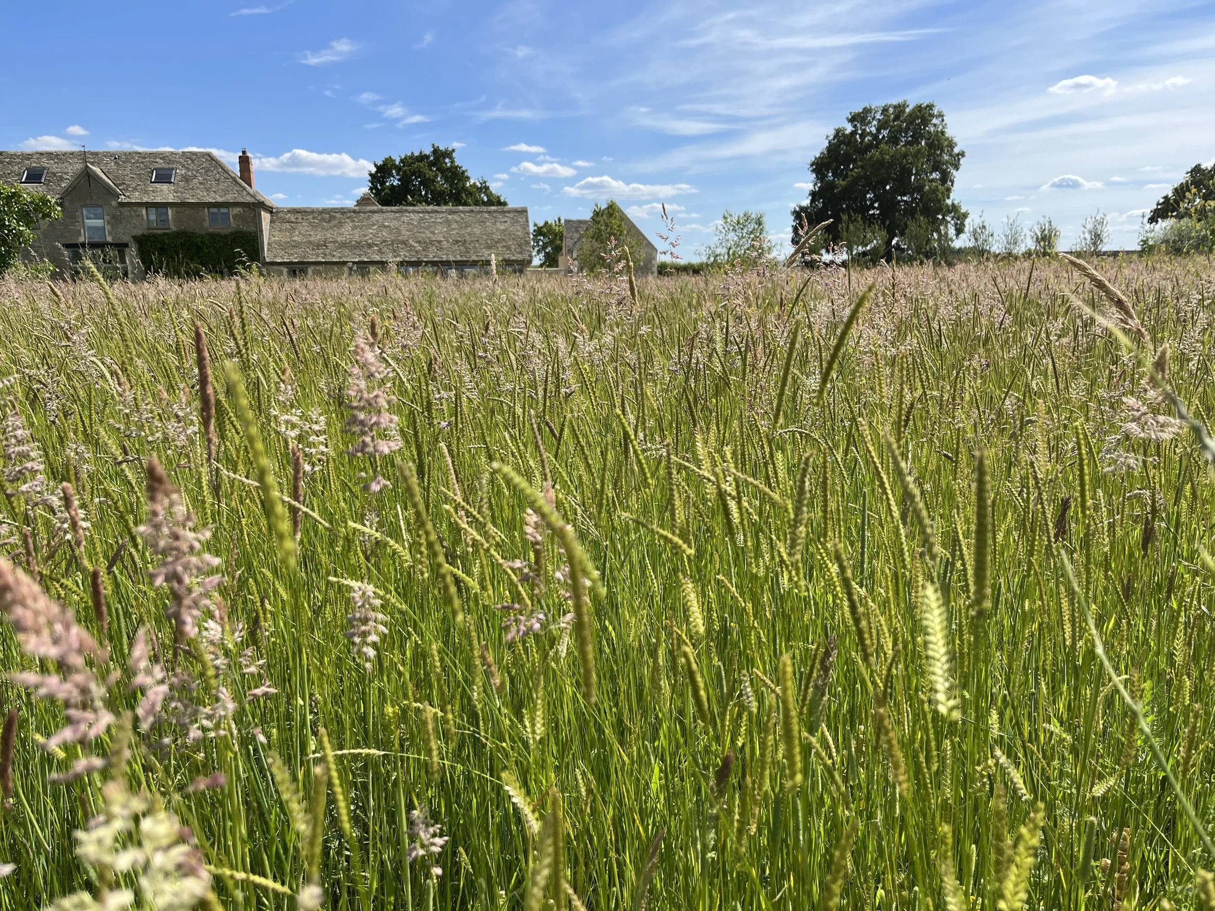 meadow grasses.jpeg