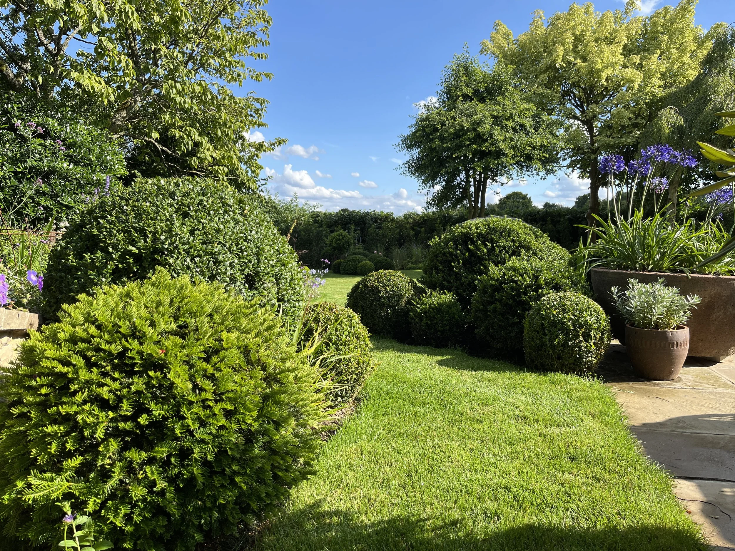 Mixed topiary forms.jpeg