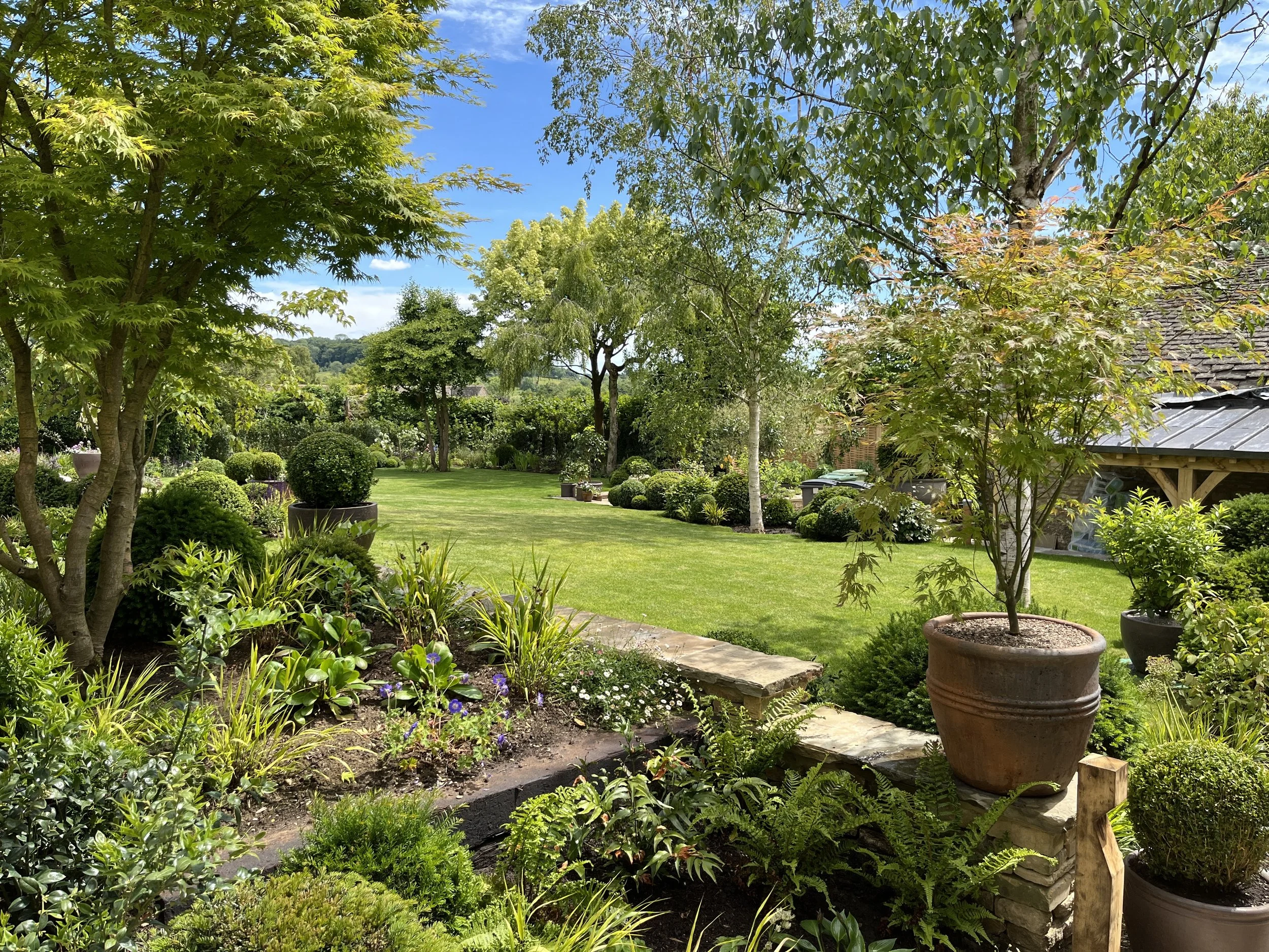 Multi stem Acer underplanting grasses topiary ferns