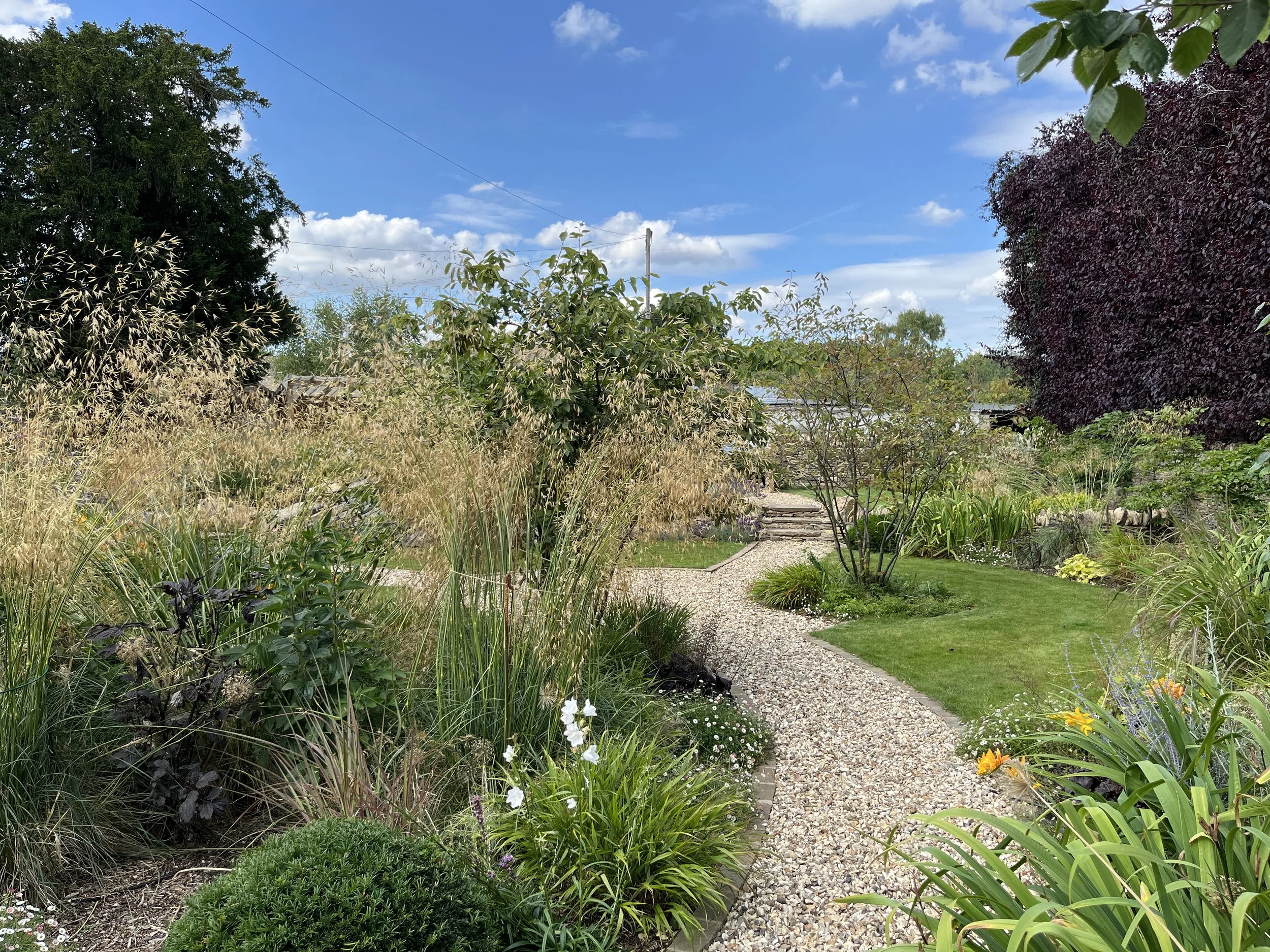 Clouds of stipa in summer garden.jpeg