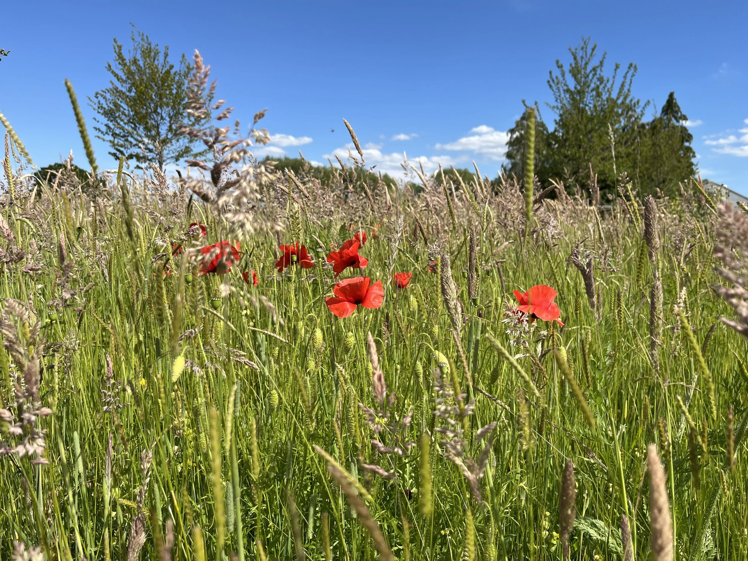 Meadow poppies.jpeg