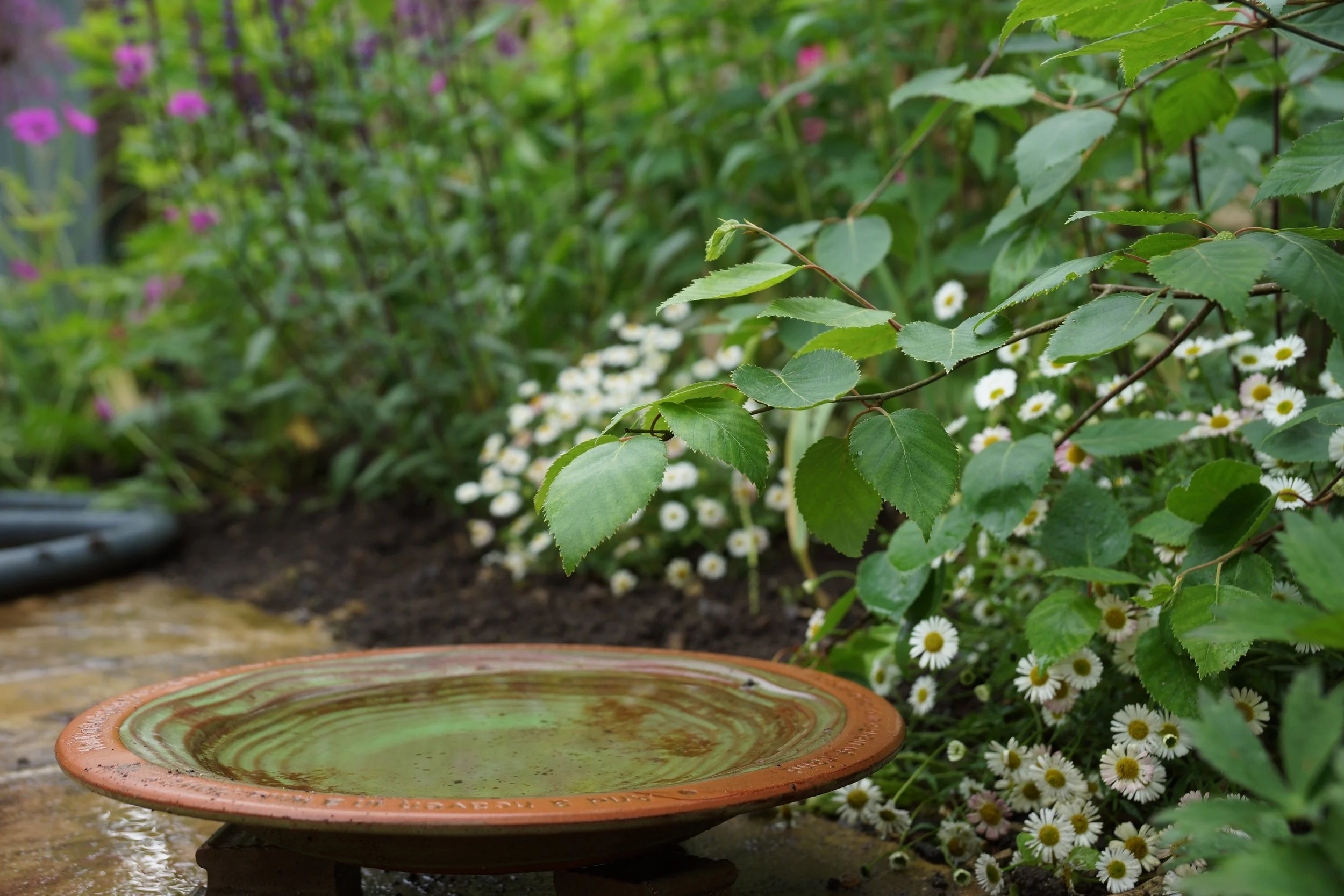 focus on leaves.jpeg