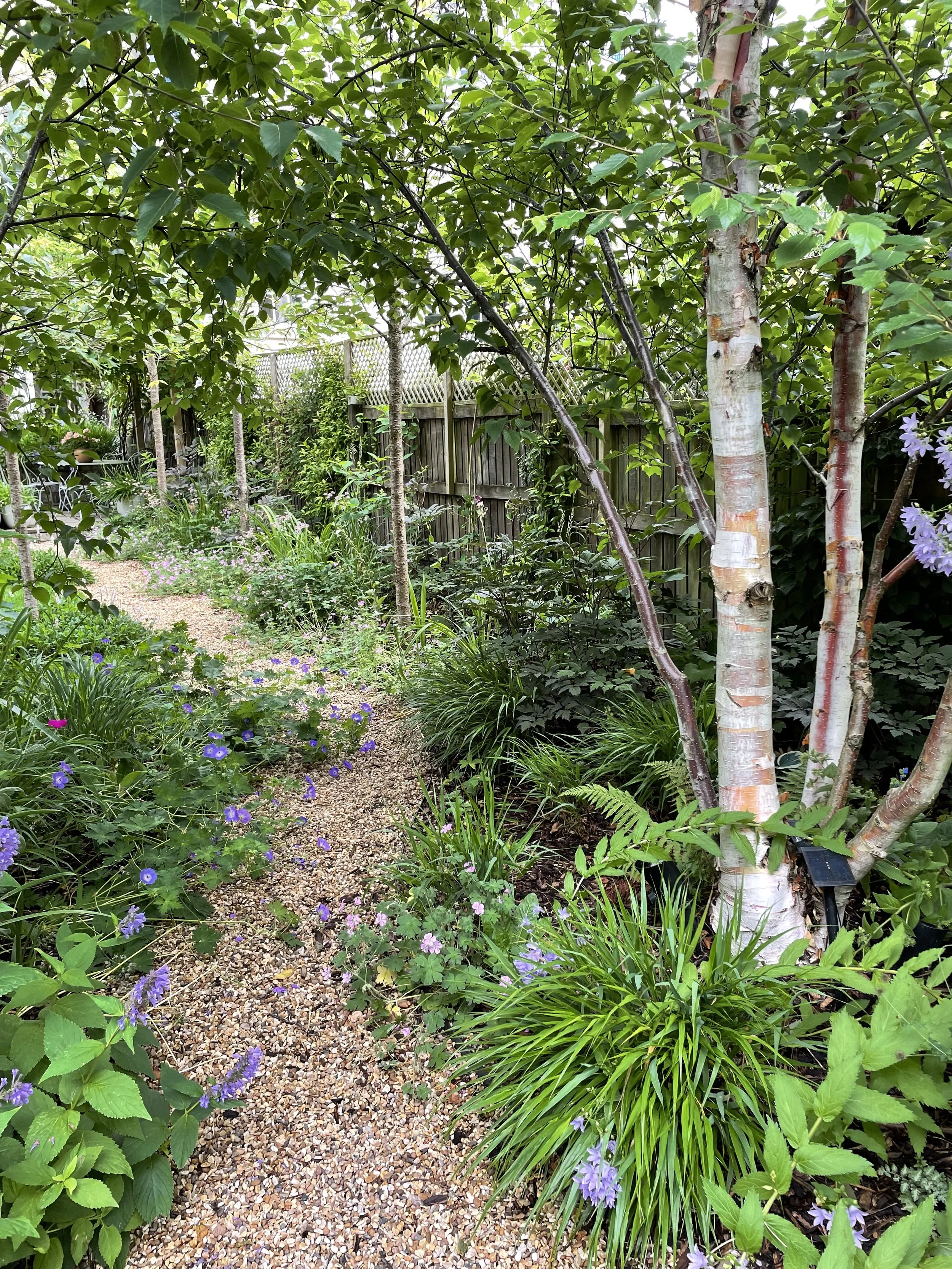 Multi Stem silver birch.jpeg